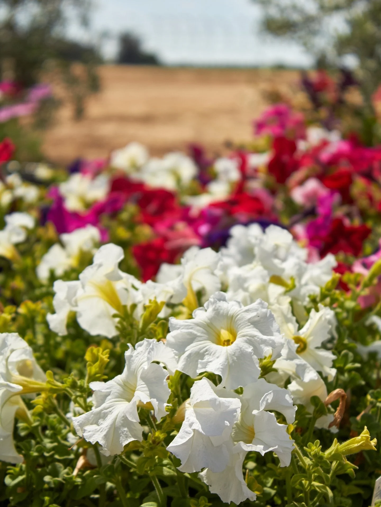 The annual are looking good right now! We got some more in today. 

#annualflowers #fresnocalifornia #cloviscalifornia #plantnursery