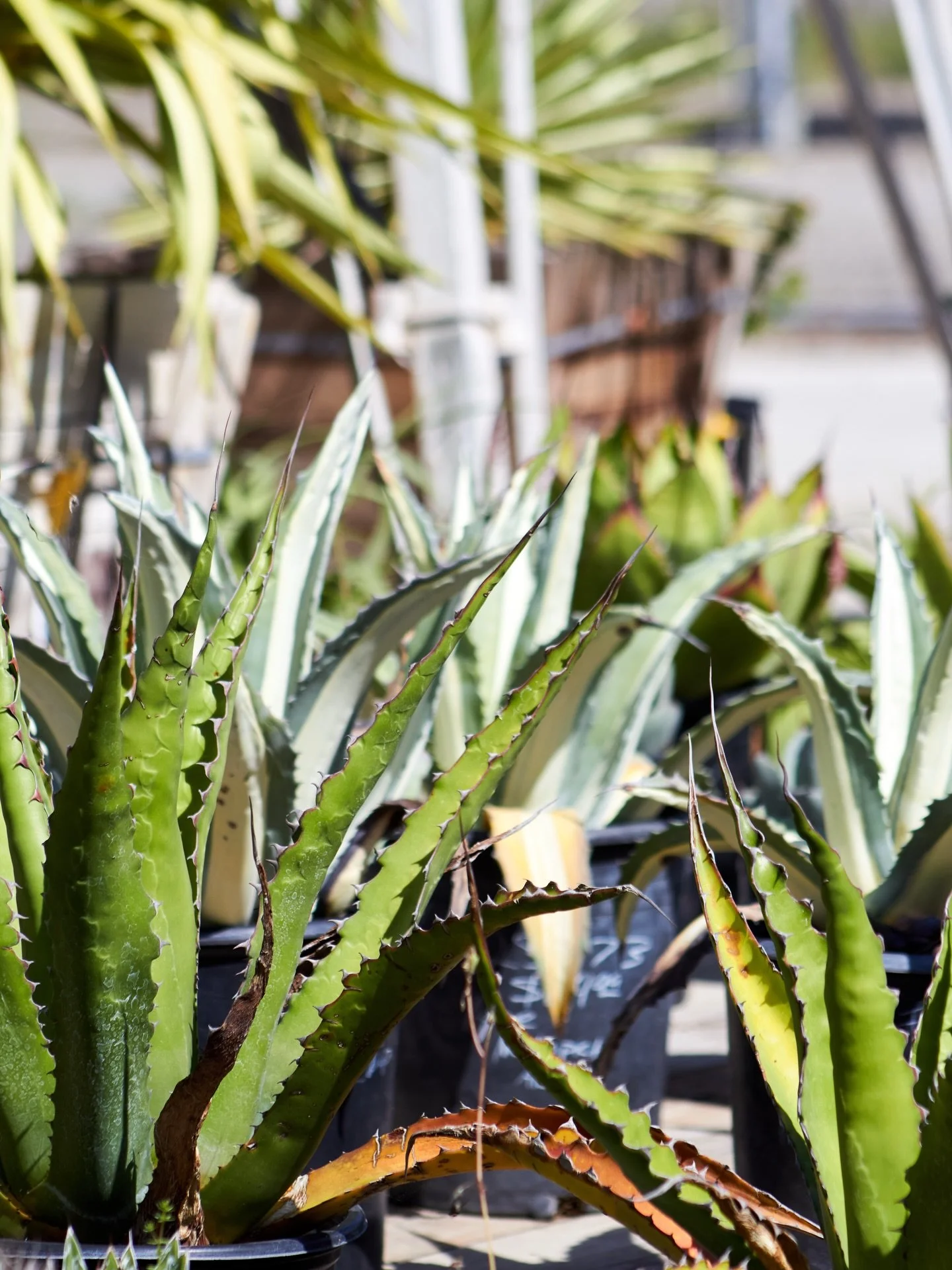 Looking for succulents and cacti? We have got you covered. Stop by the nursery to chat with one of our many knowledgeable staff members about what would work best in your yard.

#plantnursery #succulents #cacti #fresnocalifornia #cloviscalifornia