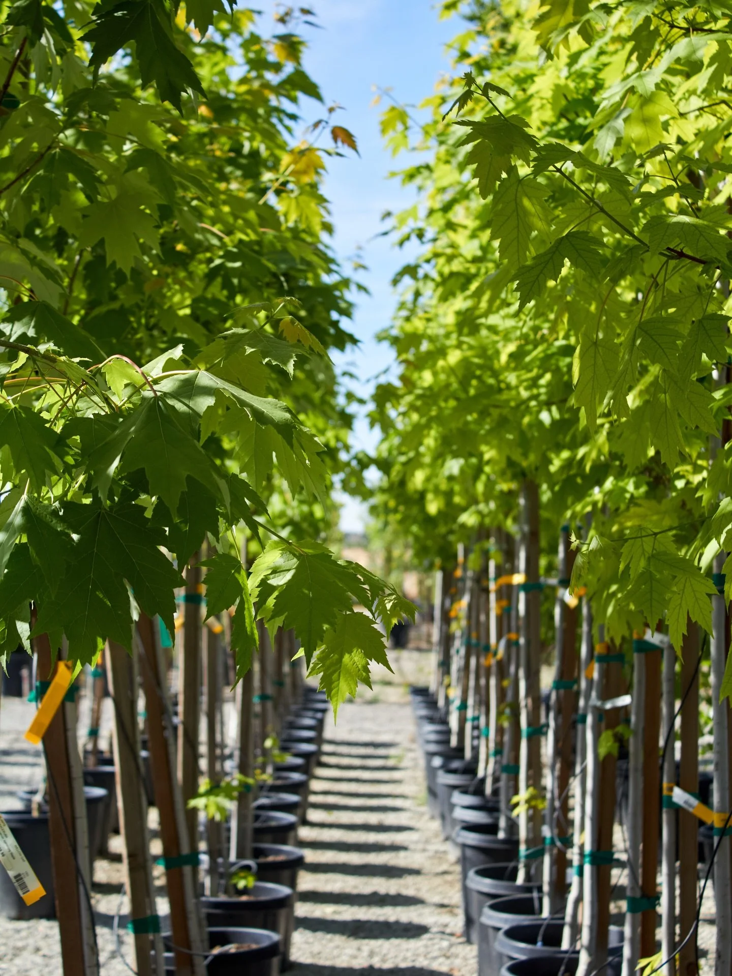Summer is right around the corner. We have plenty of shade trees to choose from, 15g - 48&rdquo; boxes in stock. Planting now means cooler, more comfortable days ahead. Stop by to check out our selection. 

#shadetrees #fresnocalifornia #cloviscalifo