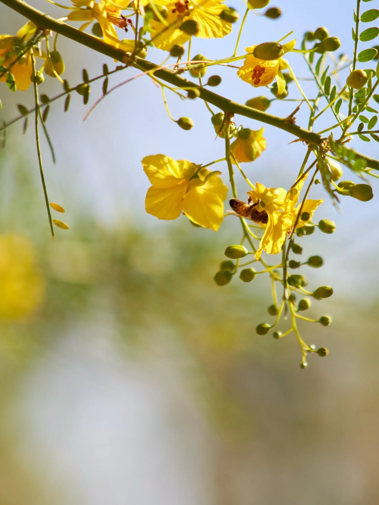 Happy Earth Day!

#earthday #fresnocalifornia #cloviscalifornia