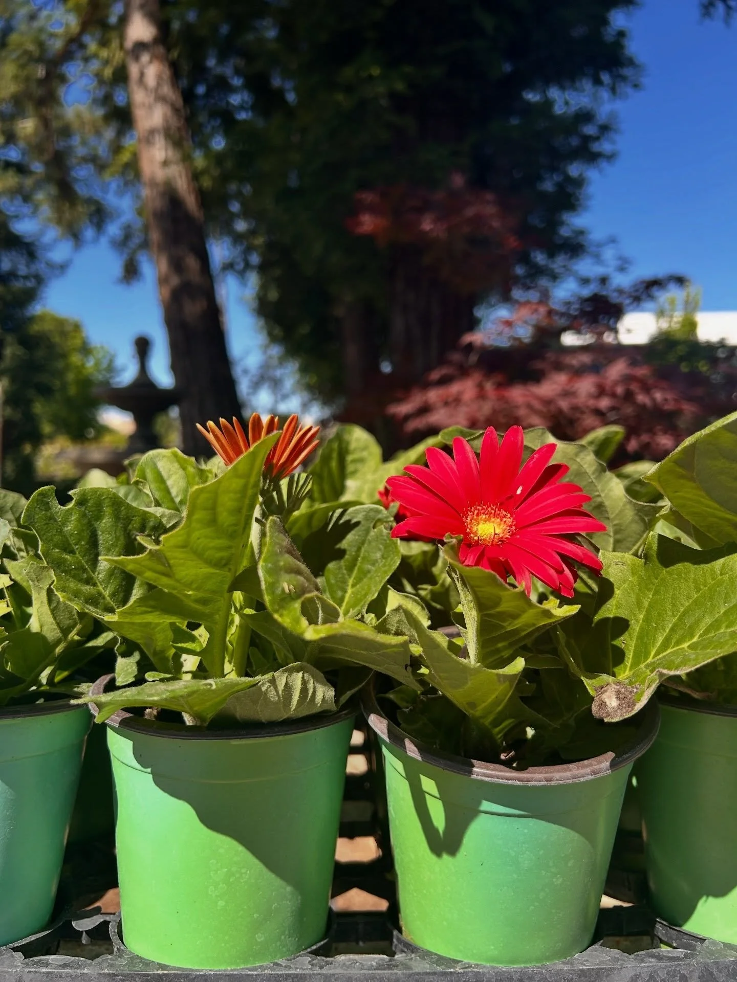 The latest arrivals. 

#annuals #spring #fresnocalifornia #cloviscalifornia #plantnursery