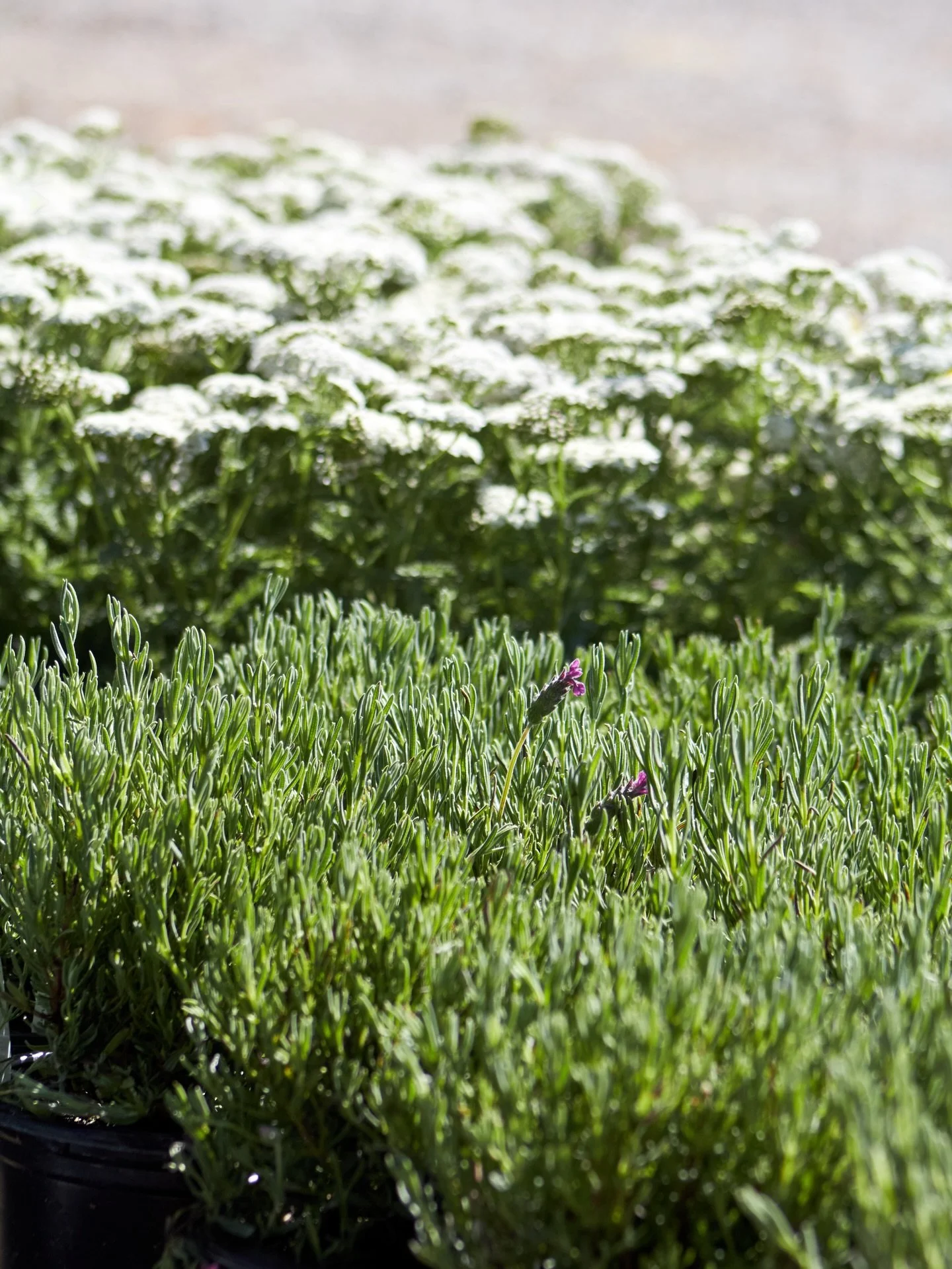 Latest arrivals: 4/28