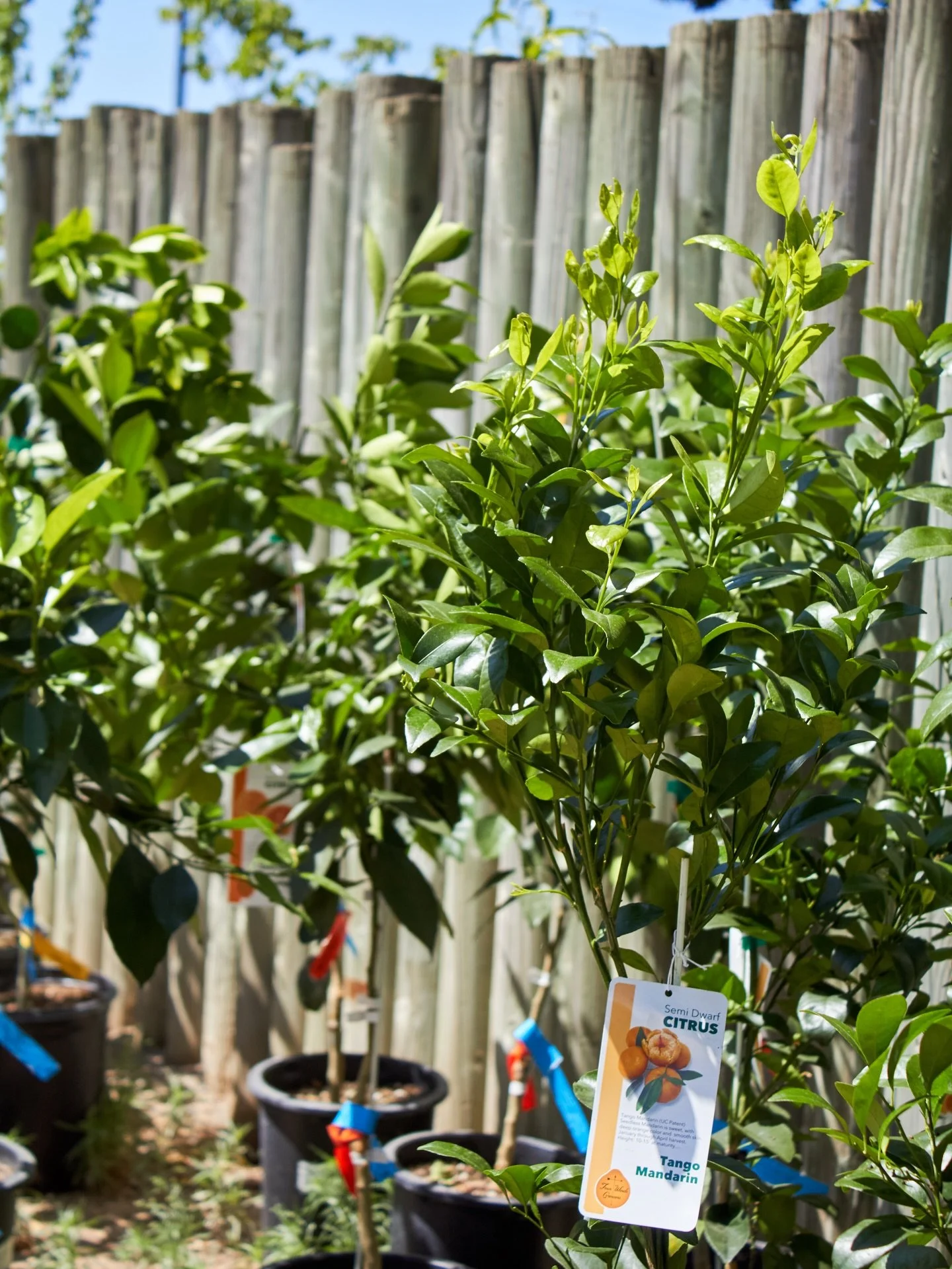 Our citrus restock is in. Stop by before they are gone!

#citrus #lemons #oranges #fresnocalifornia #cloviscalifornia