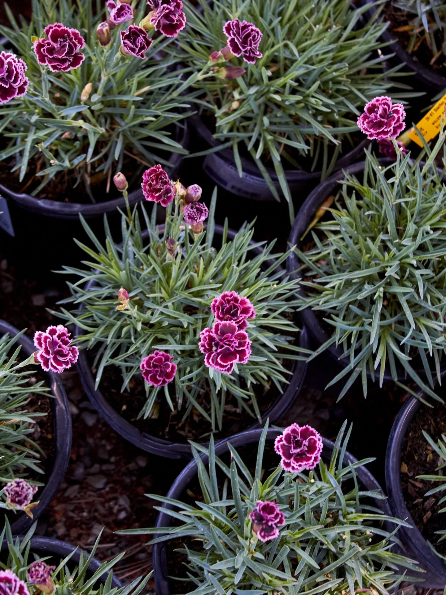 Latest arrivals: 4/30

#springblooms #fresnocalifornia #cloviscalifornia