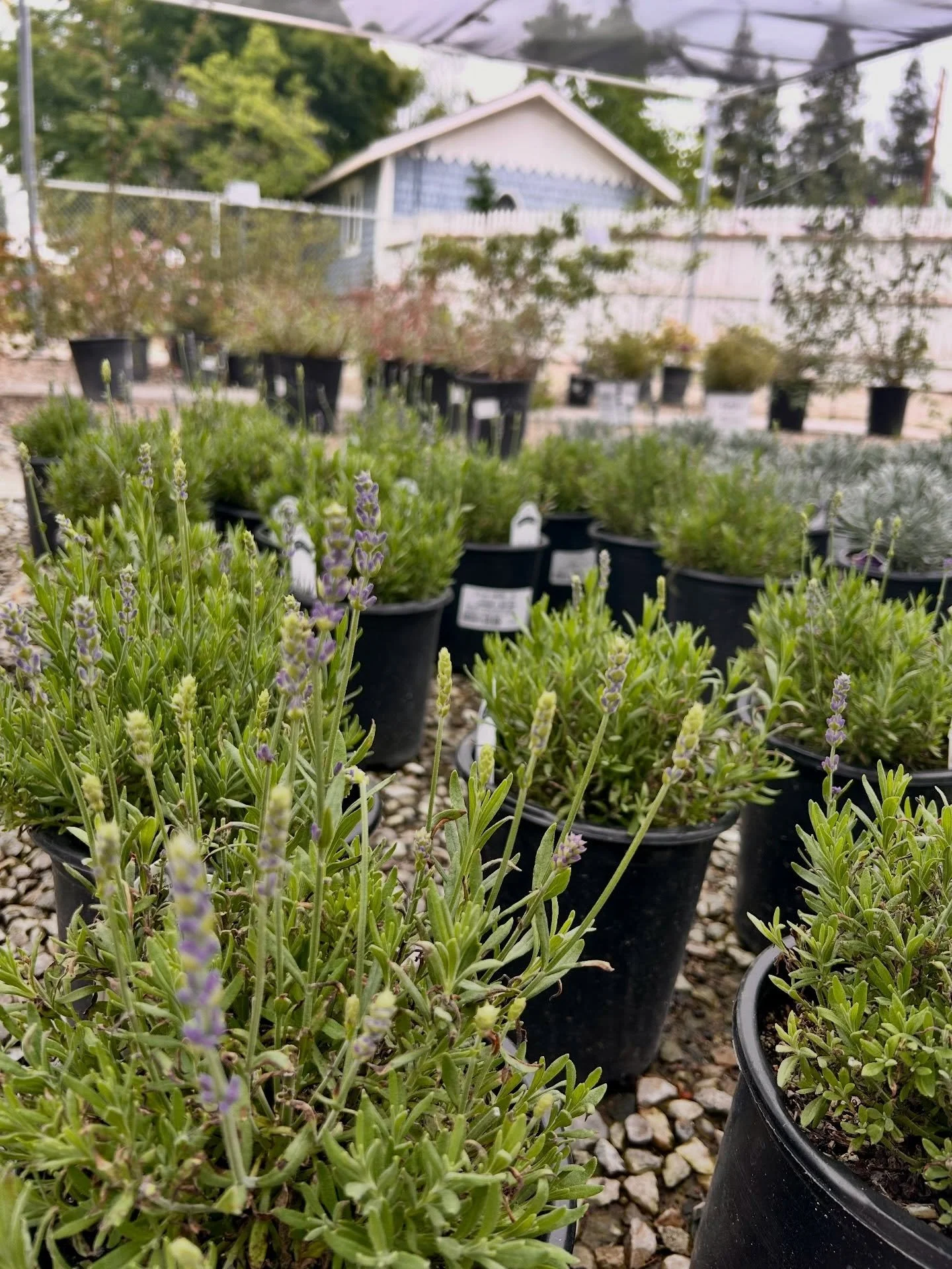 Looking for something fragrant with a pop of color? These 1g lavender are the perfect plant for you.

#lavender #fresnocalifornia #cloviscalifornia