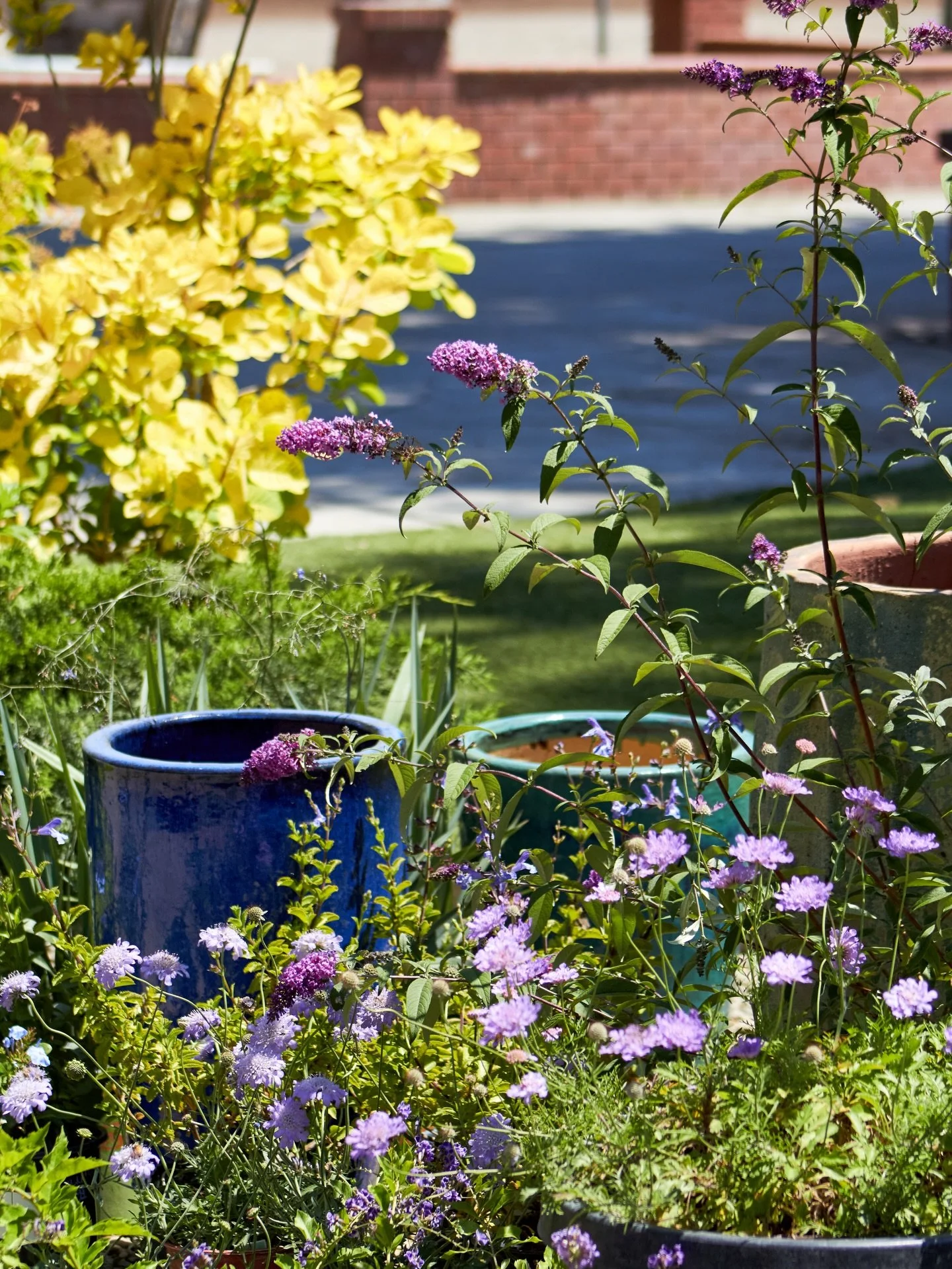 Even the flowers are getting ready for the Night in the Garden event tomorrow May 7th and Friday May 8th. We look forward to seeing you all there!