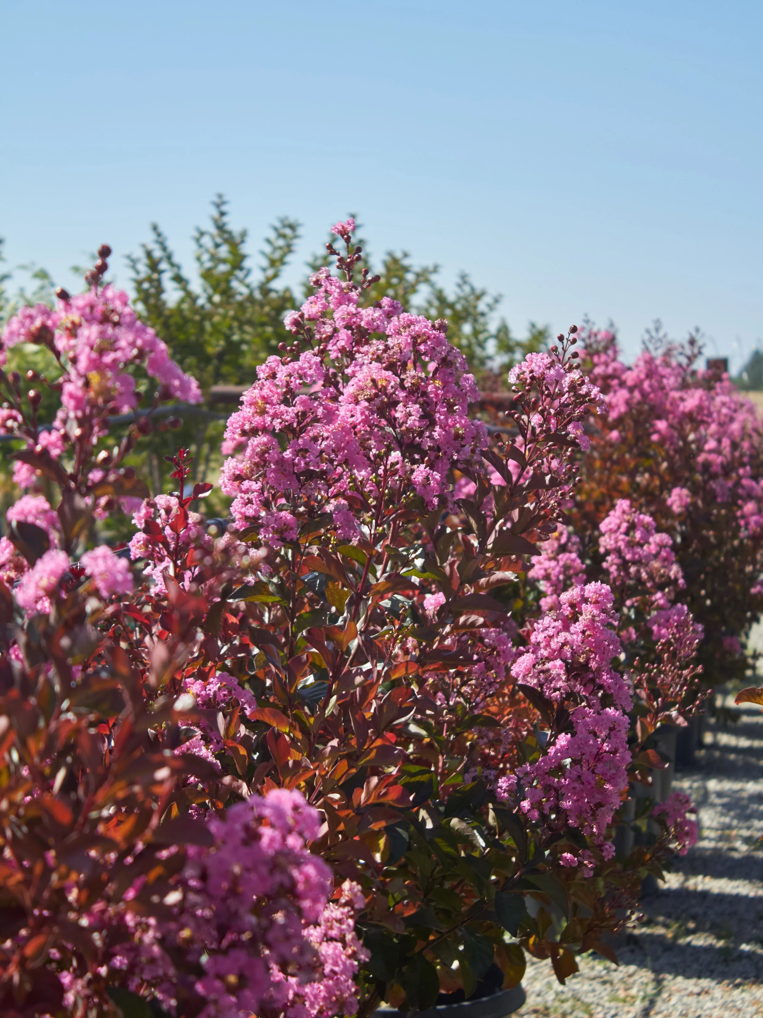 Fan of pinks and purples? We&rsquo;ve got you covered.