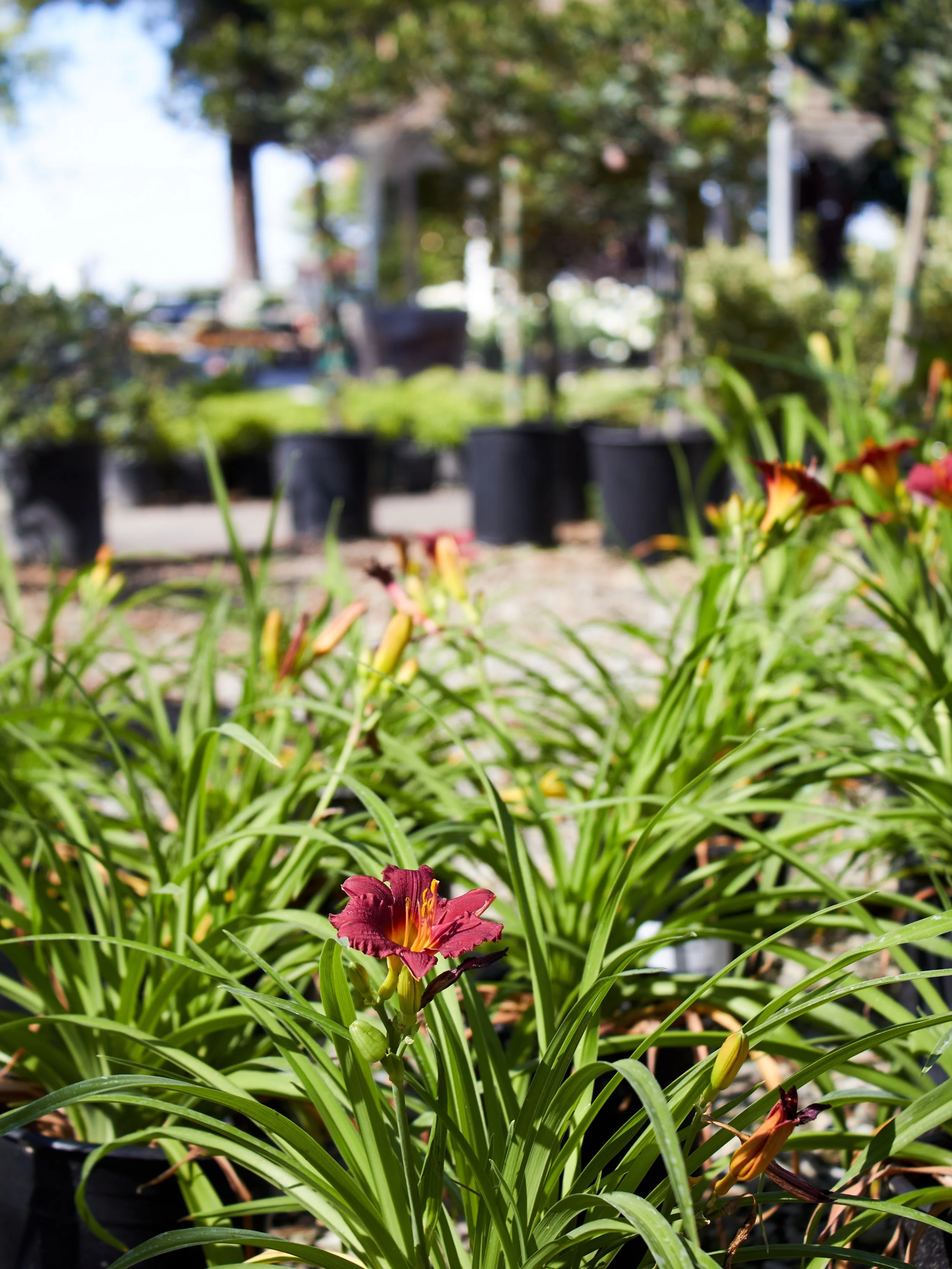 Looking for beautiful bloomers for your yard? Stop by the nursery, we have plenty of options in stock! Not sure what will work in your yard? Our friendly and knowledgeable sales reps are always happy to help you find the perfect fit for your yard and