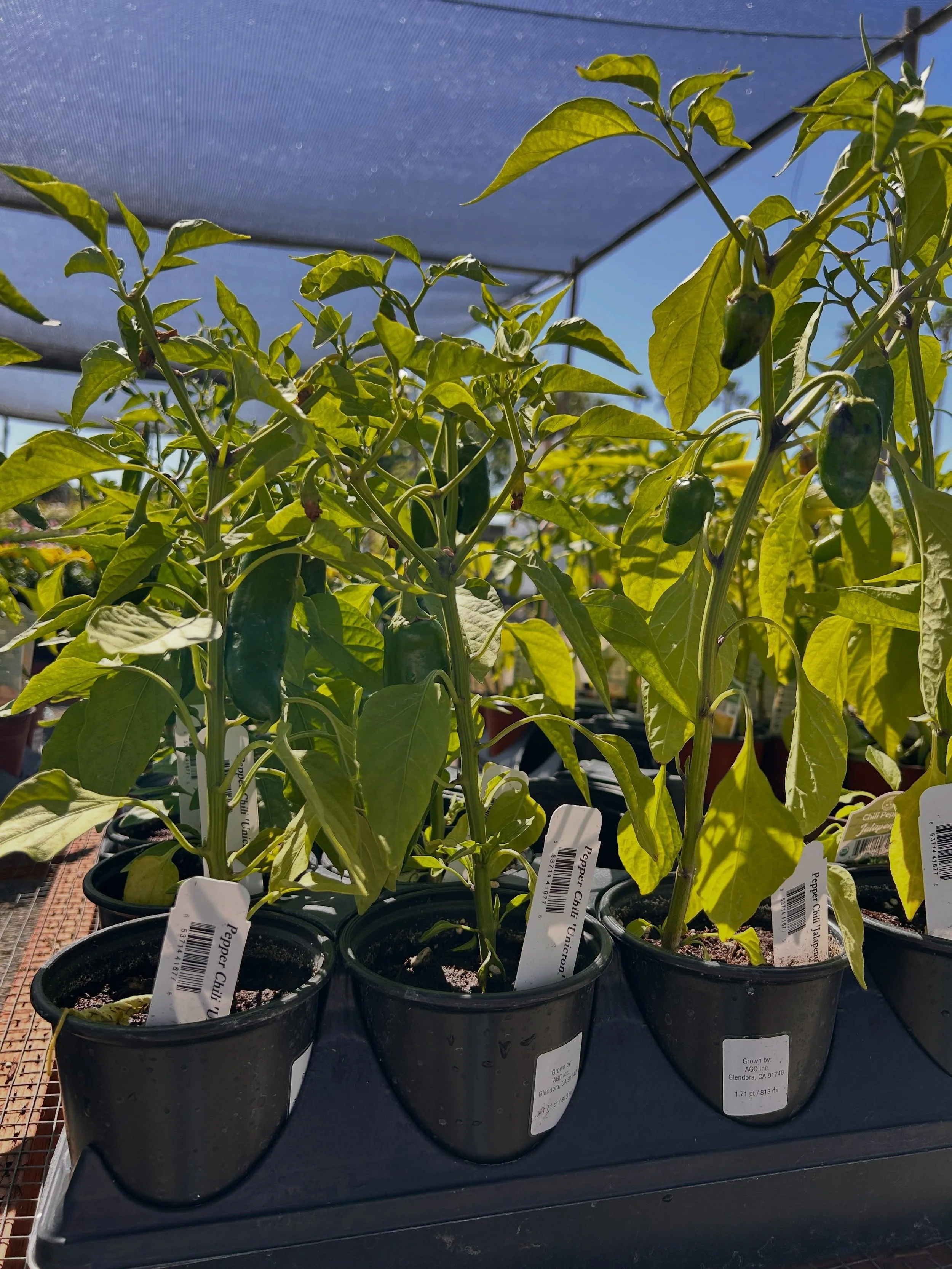 All vegetables must go!!! $2 sale. Once we are out, we are all out for the rest of the season.