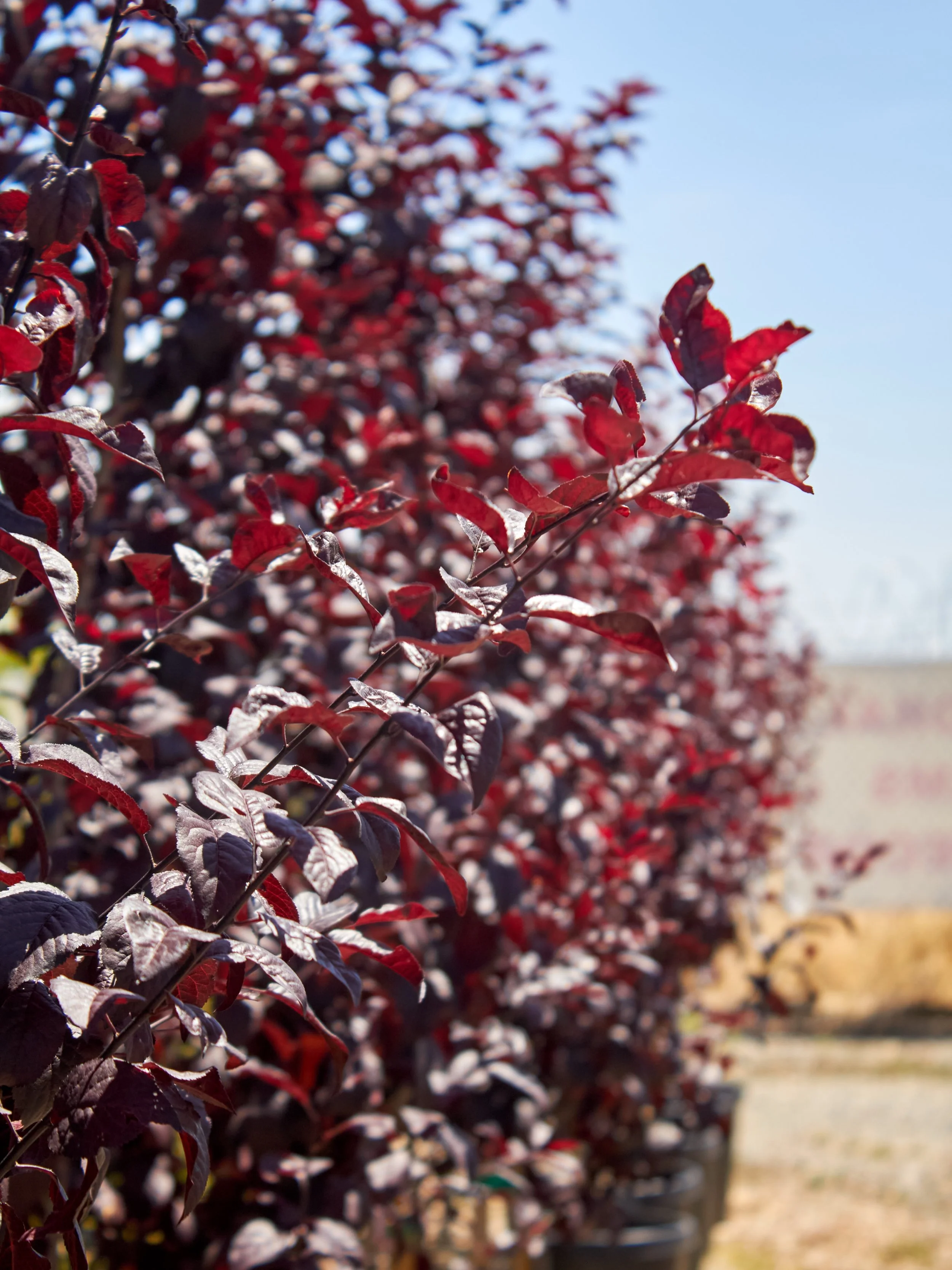 We have these beautiful Purple Pony Flowering Plum trees in stock! These early spring bloomers are known for their incredible foliage. They offer great color variations to your yard. Stop by and check them out. 

#plantnursery #fresnocalifornia #clov