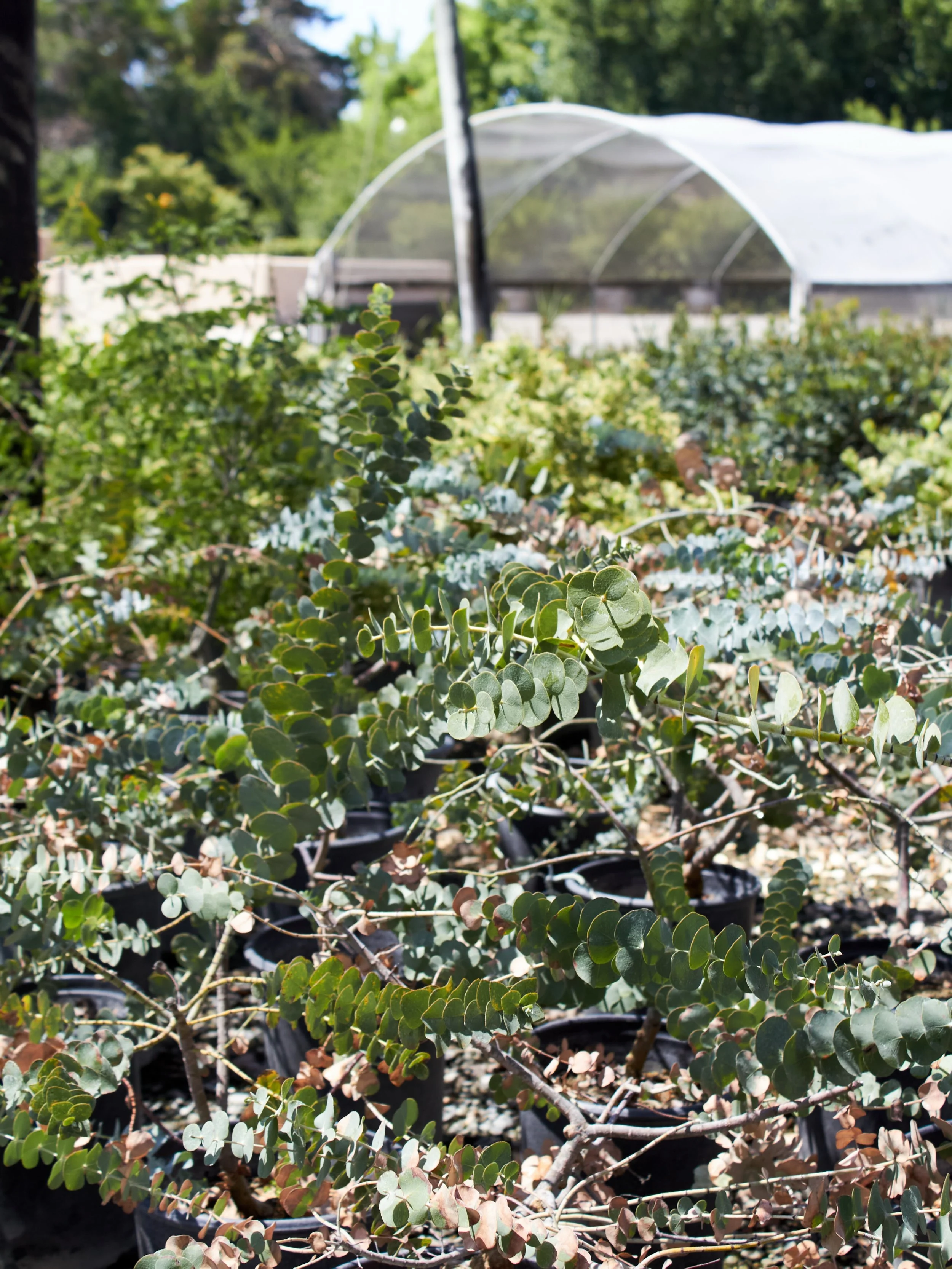 We have these Baby Blue Eucalyptus in stock in 5 gallon containers. This eucalyptus is great for fresh or dried floral arrangements. 

#eucalyptus #babyblueeucalyptus #fresnocalifornia #cloviscalifornia
