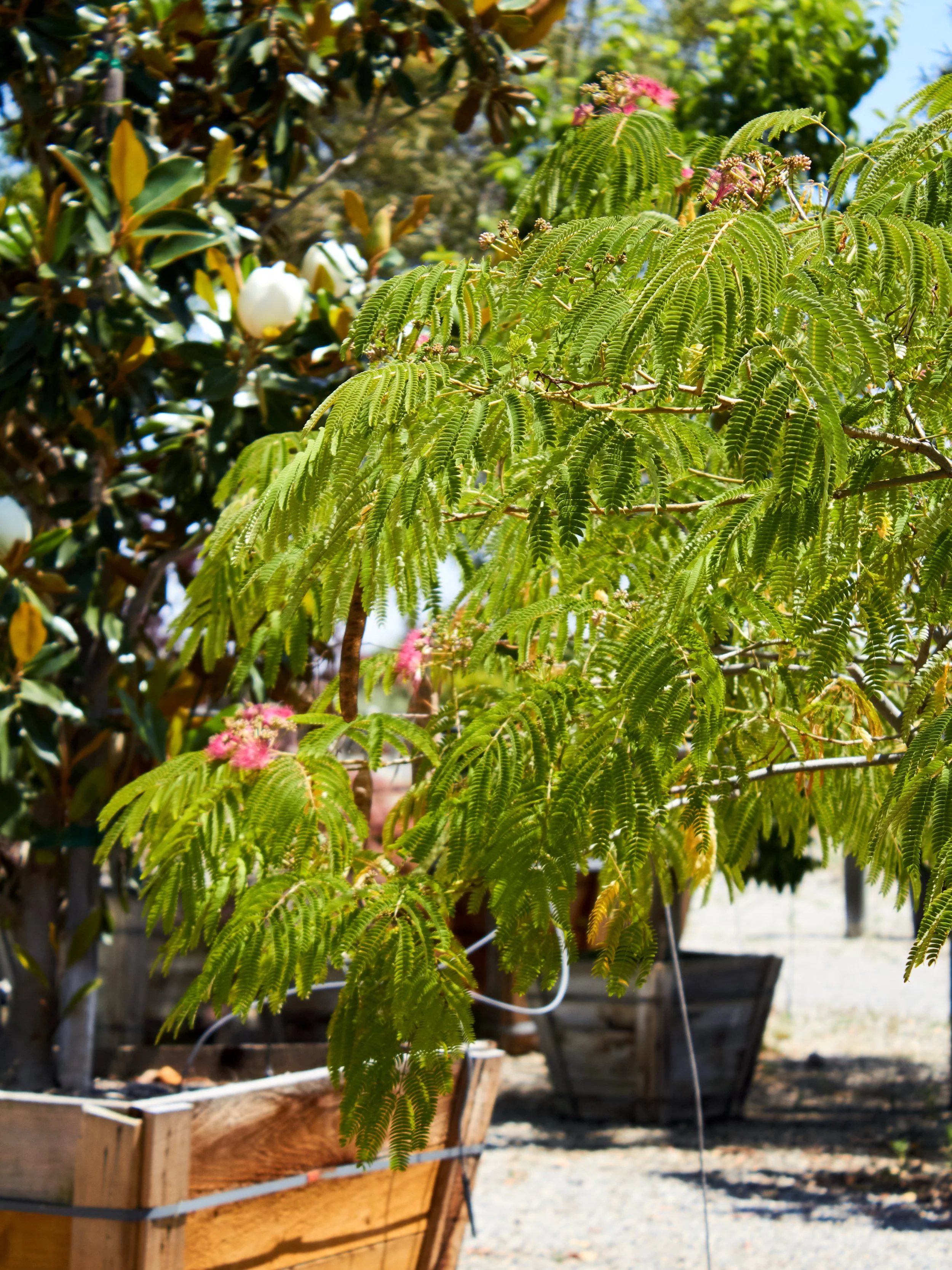 The Mimosa trees are absolutely stunning this time of year. Their unique blooms are something to be seen. Stop by to check them out. 

#plantnursery #fresnocalifornia #cloviscalifornia