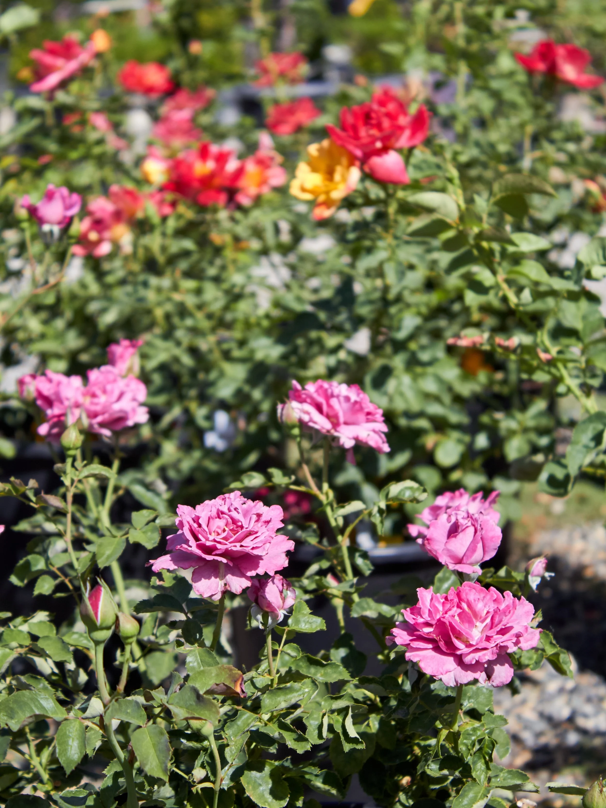 Rose bushes are on sale! 25% off until they are all gone. Stop by to check out what we have in stock. 

#sale #fresnocalifornia #cloviscalifornia #rosebush