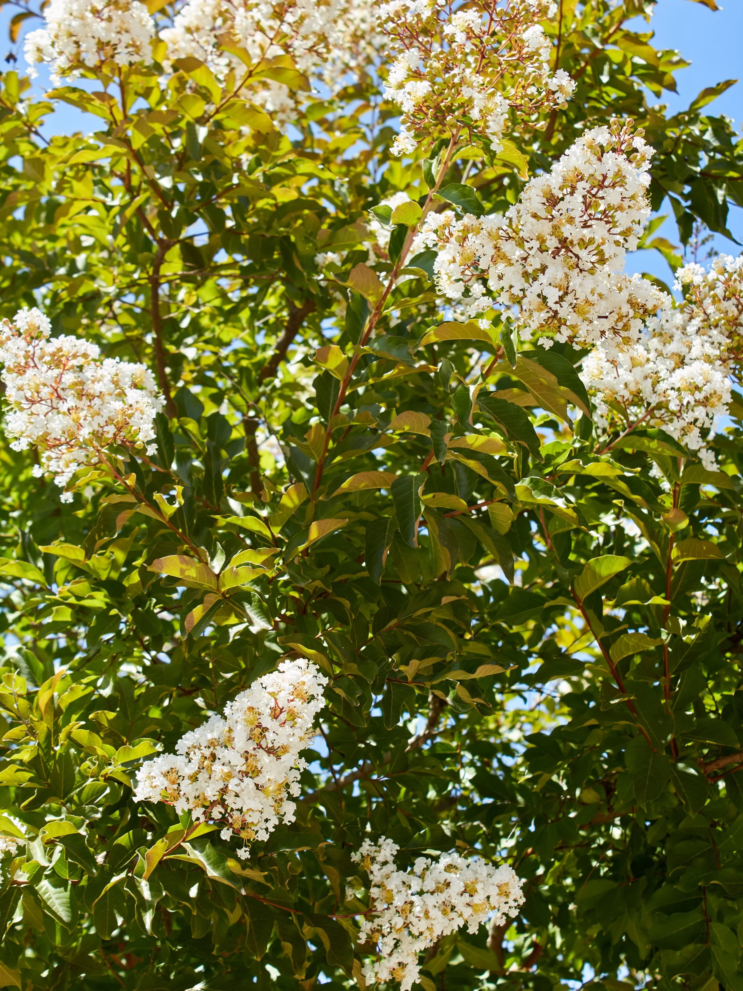 The Crape Myrtles are starting to bloom. Don&rsquo;t want to wait for beautiful blooms? We have tree in large boxes that will be an instant bloomer. 

#crapemyrtles #fresnocalifornia #cloviscalifornia