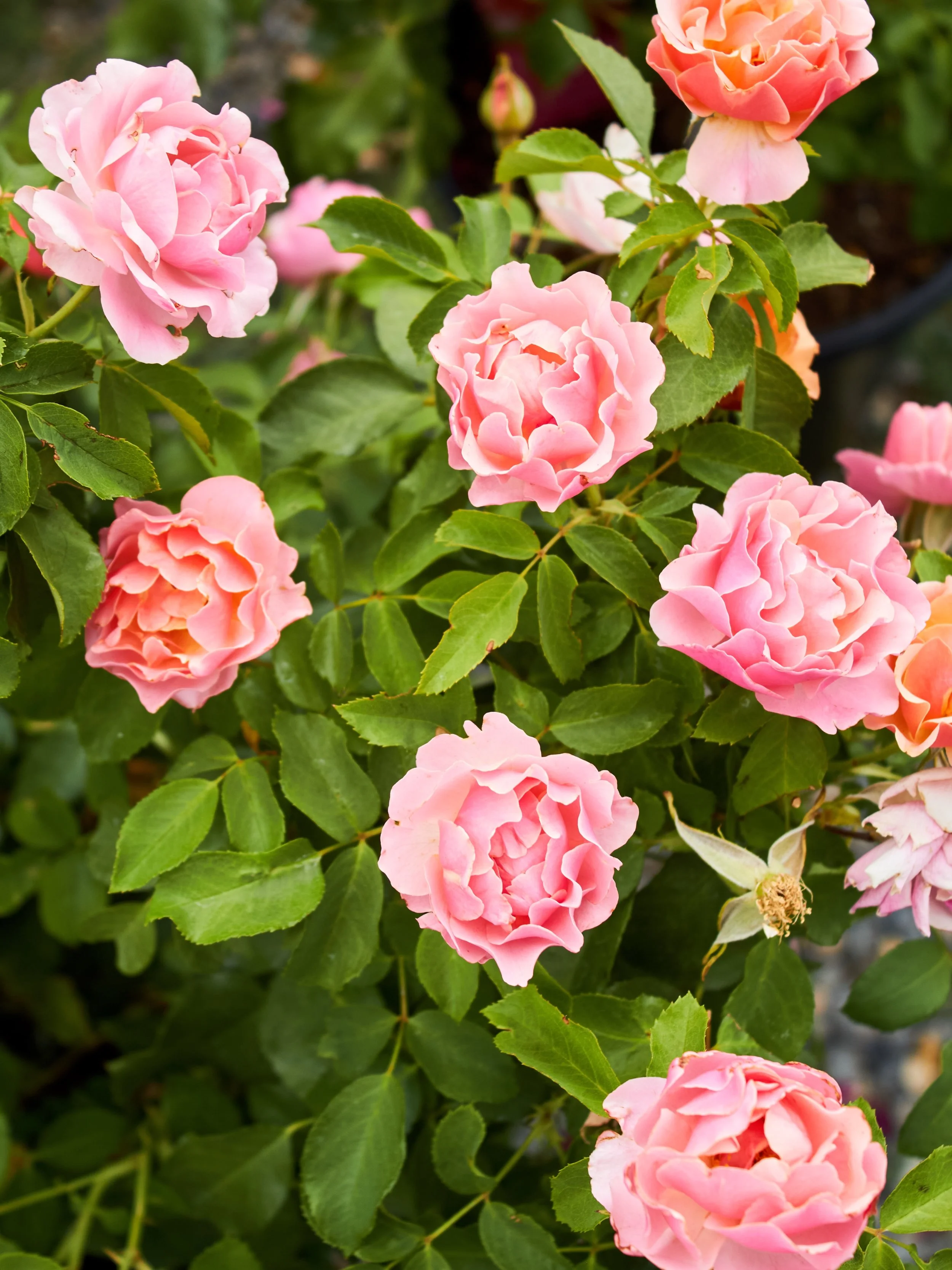 The rose blooms are back and as beautiful as ever.
