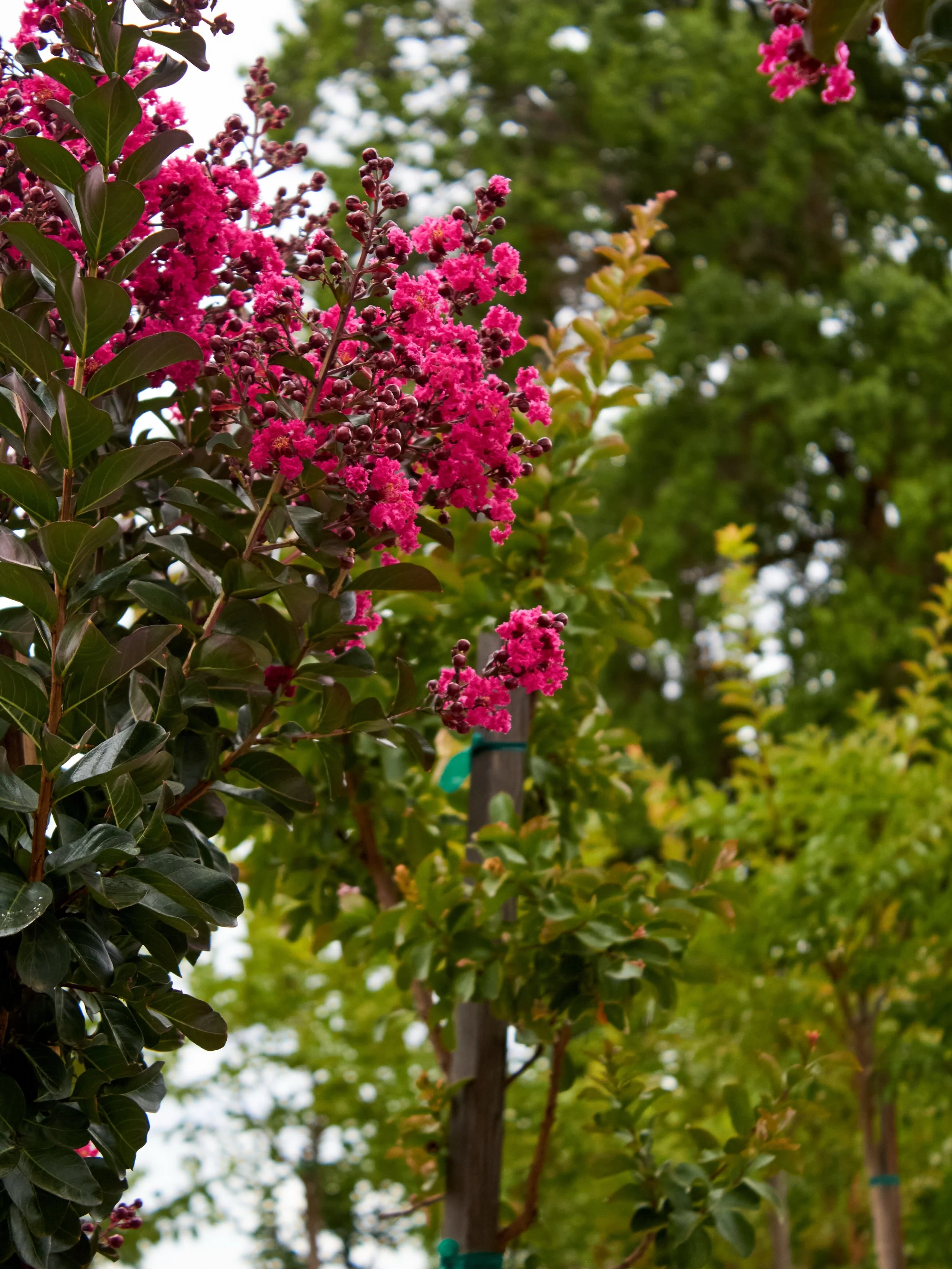 We have many colors of Crape Myrtles to choose from. Stop by to find the perfect on for you.