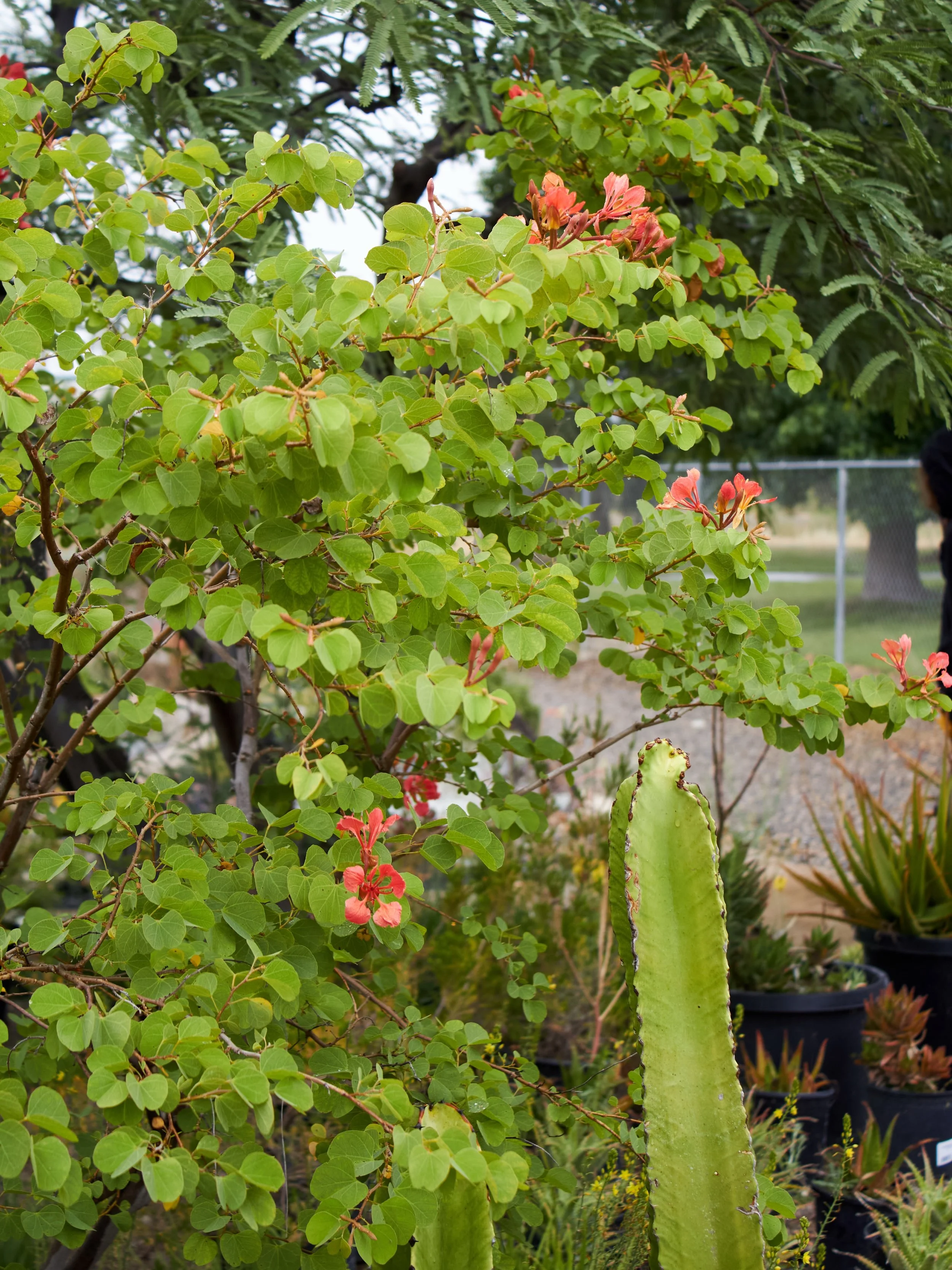 Rain or shine, the nursery looks beautiful.