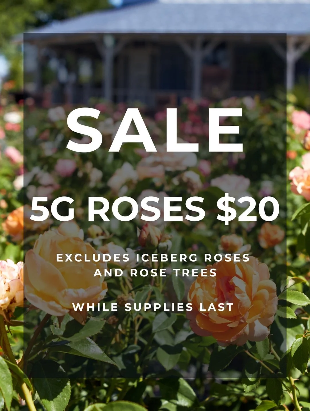 What a deal! All 5 gallon roses are $20 while supplies last. This offer excludes iceberg roses and rose trees. Stop by to check them out. 

#fresnocalifornia #cloviscalifornia #fresnonursery #559landscaping #rose