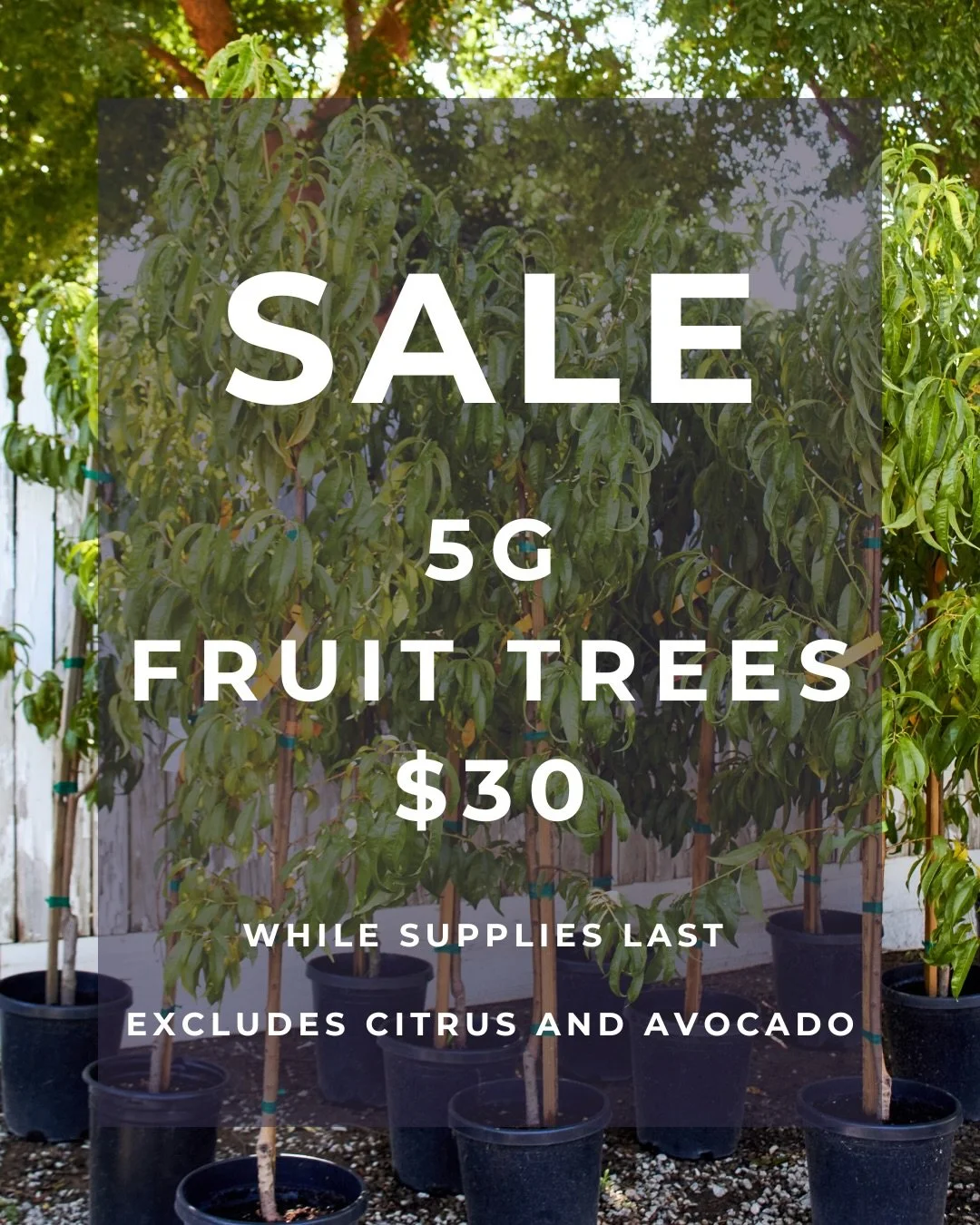 Sale! All 5g fruit trees are $30 while supplies last. This excludes citrus and avocados. Stop by to take advantage of this deal.

#fresnocalifornia #cloviscalifornia #559landscaping #fresnonursery #fruittree
