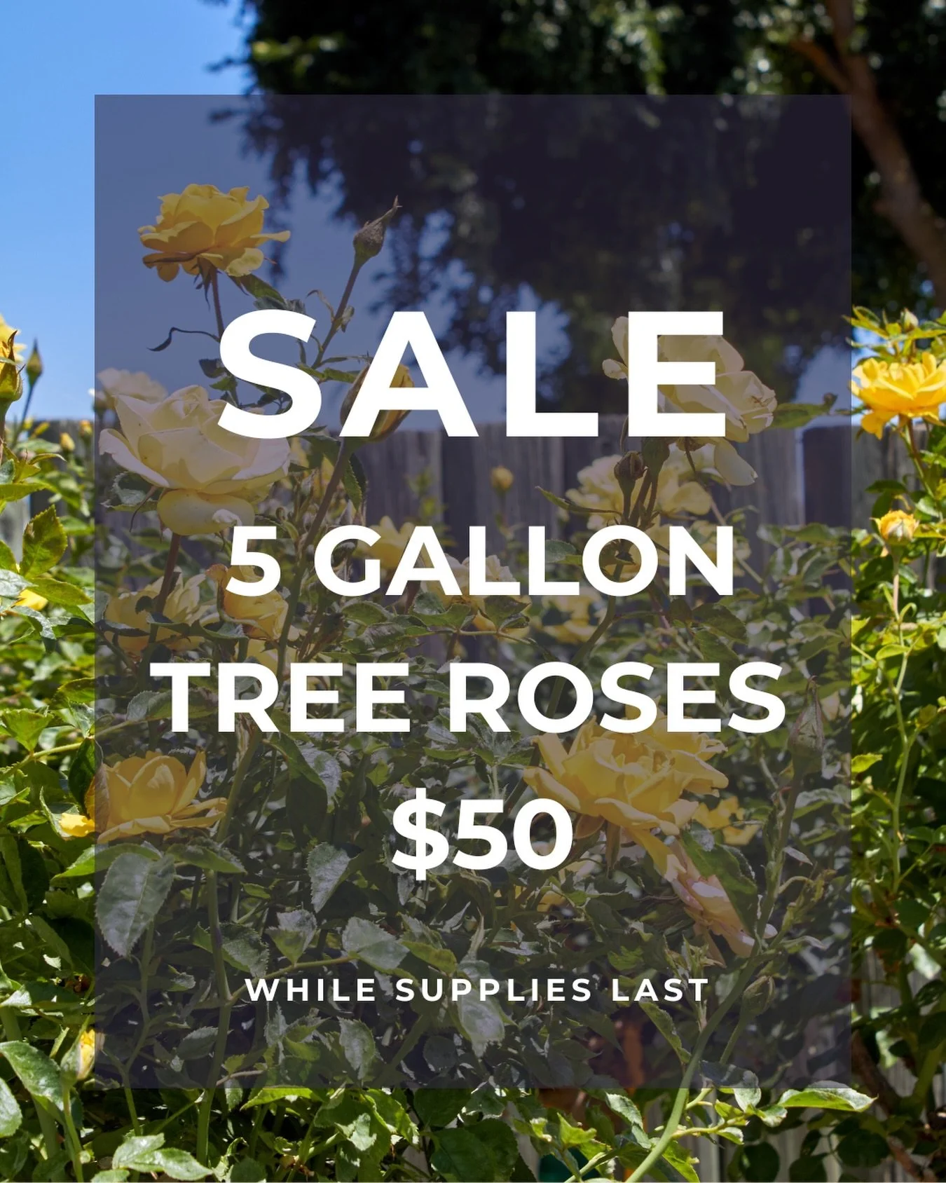 Not only are rose bushes on sale, so are rose trees. Stop by to grab a 5 gallon rose tree for $50. Take advantage of these savings while supplies last. 

#fresnocalifornia #cloviscalifornia #559nursery #559landscaping