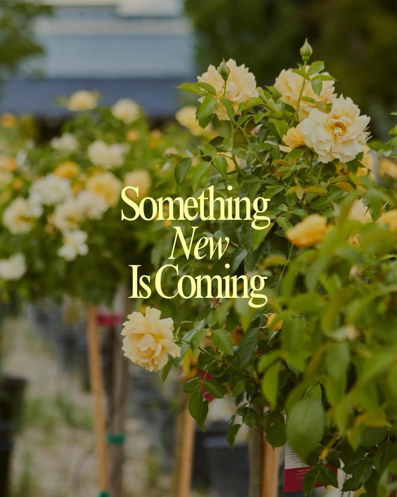 Be on the lookout for a special announcement coming on Monday. Let us know you what you think it is.

Hint: ☀️☀️🎉

#fresnocalifornia #cloviscalifornia #559nursery #fresno #clovis