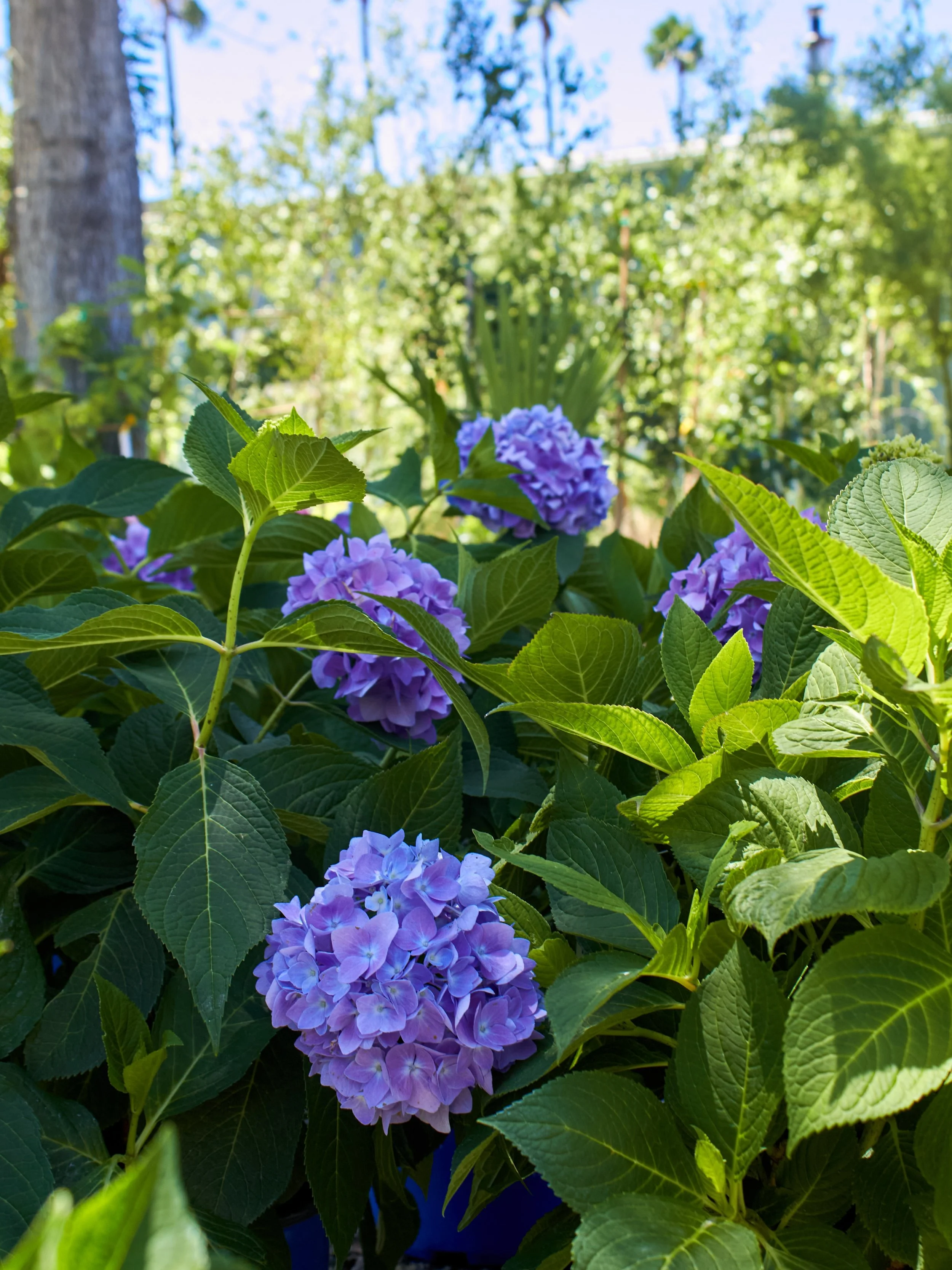 Celebrating summer bloomers! Aren&rsquo;t they absolutely stunning? Stop by to find the perfect summer bloomers for your yard. 

#fresnocalifornia #cloviscalifornia #summer #559landscaping