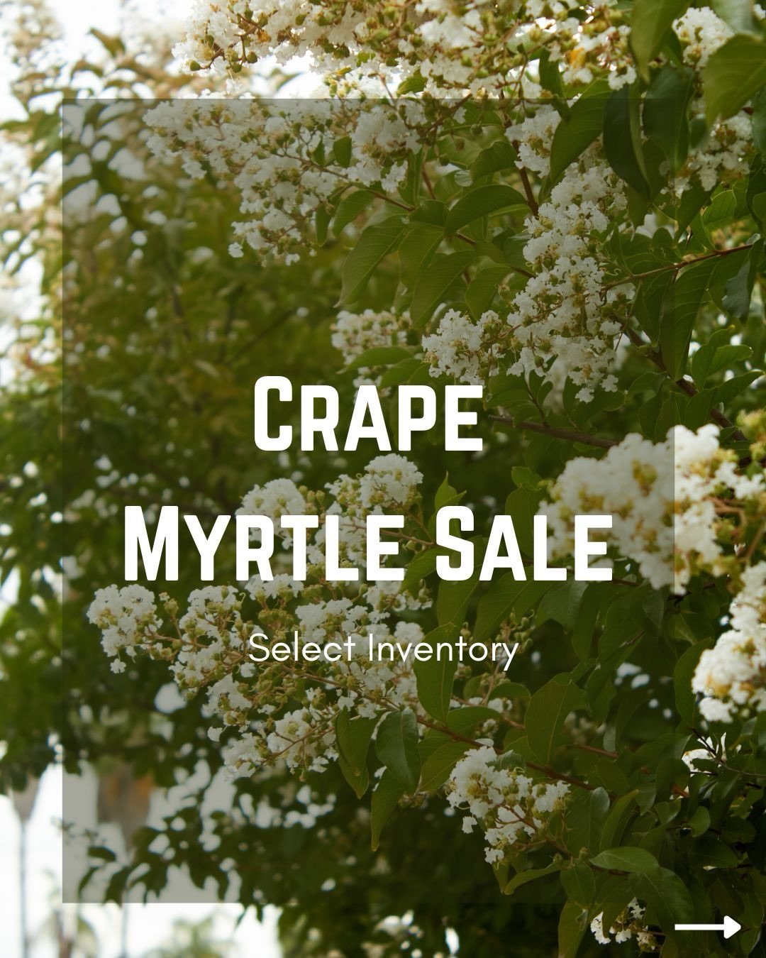 Crape Myrtle&rsquo;s are on sale! 15 gallons and 24&rdquo; boxes are on sale. Stop by to take advantage of these deals. 

#fresnocalifornia #cloviscalifornia #crapemyrtle #559fresno #plantnursery