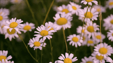 Animated GIF-downsized_large (3).gif
