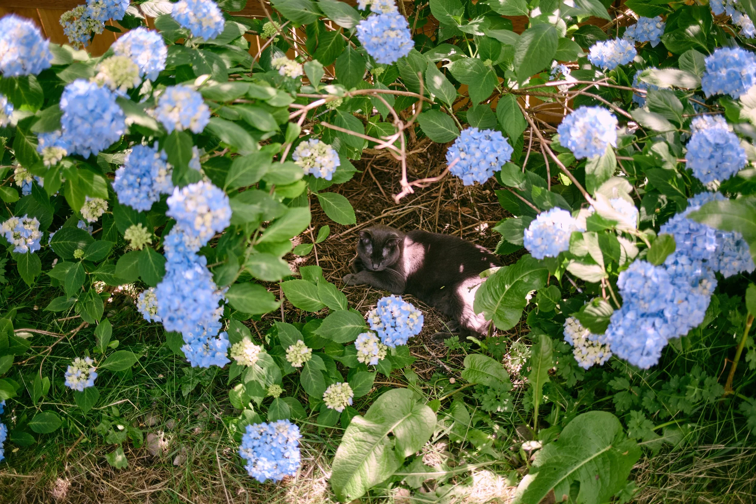 SindriinHydrangeas.jpg