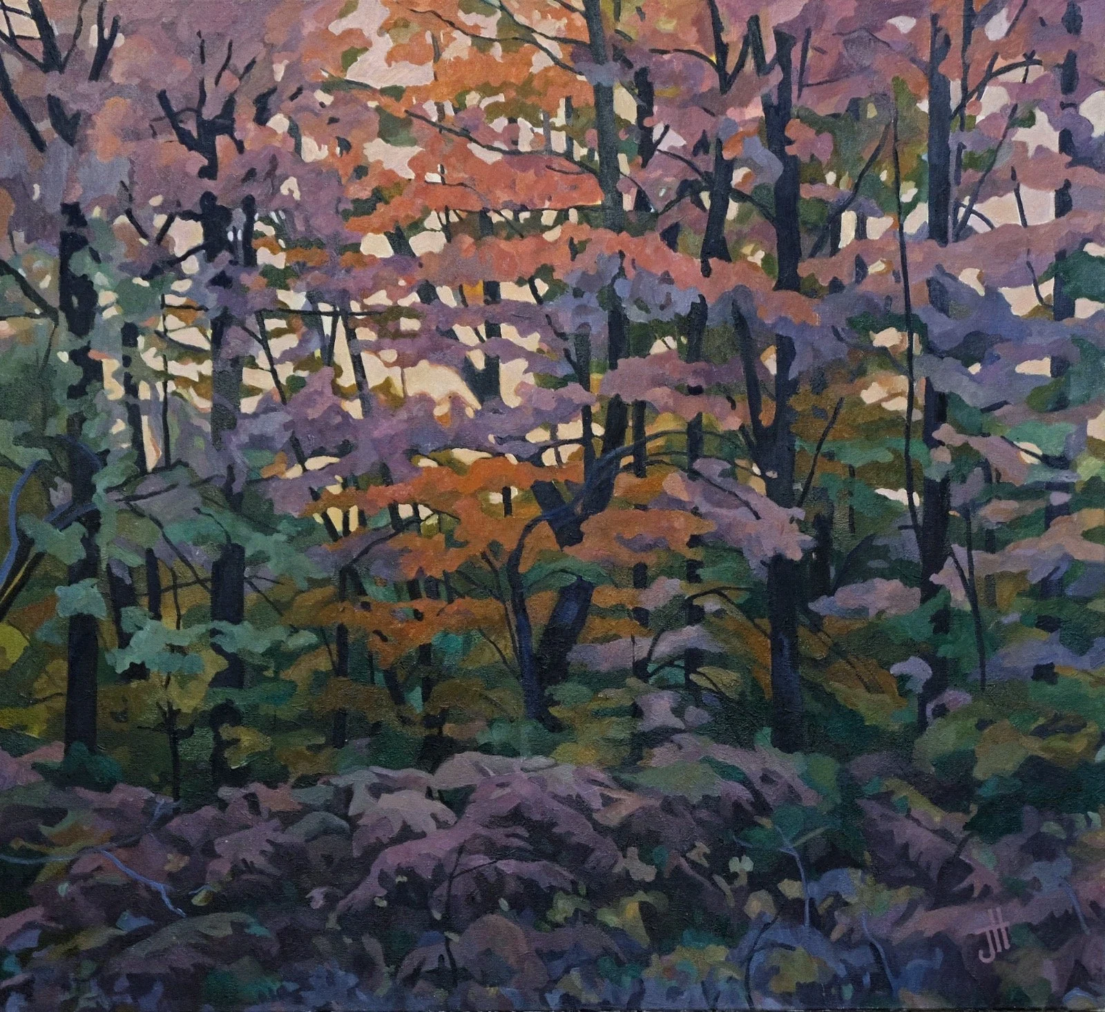 Sunrise over ferns