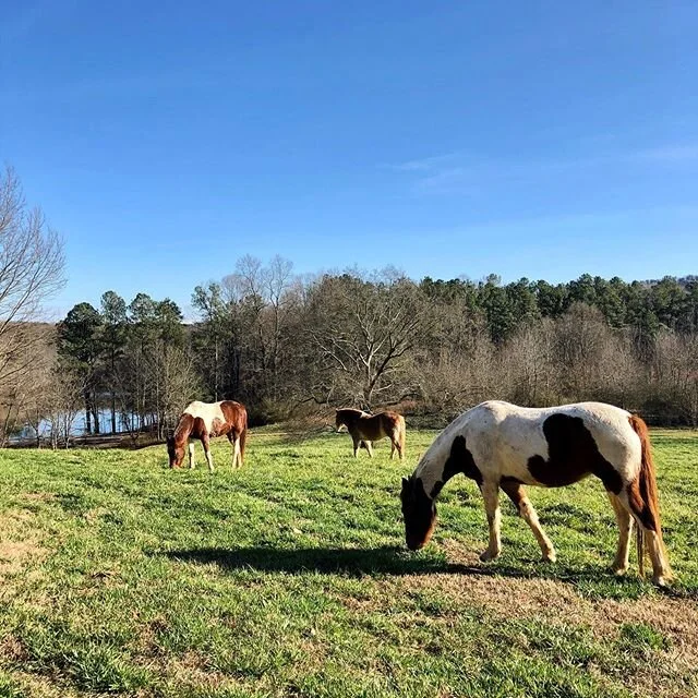 Home on the range 🐎#cloudninefarm #horses #farm #farmhouse #farm
