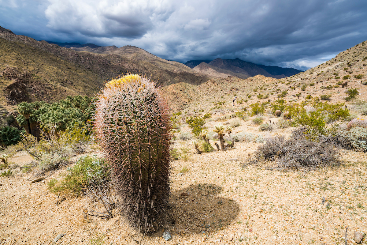 Indian Canyons, Palm Springs, California