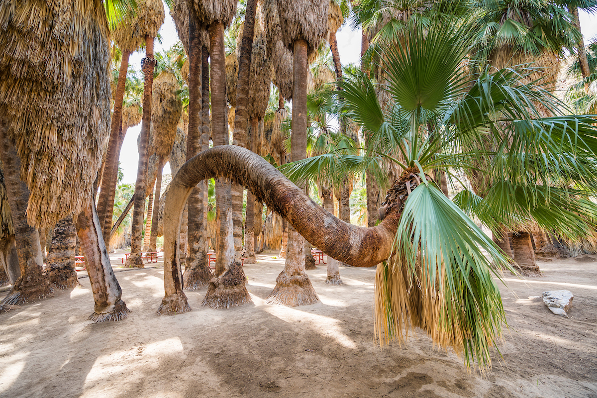 Indian Canyons, Palm Springs, California
