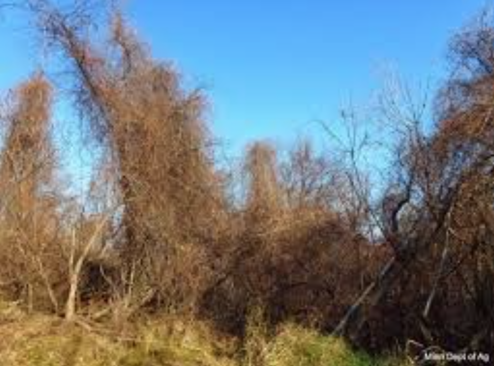 Not only are Oriental Bittersweet vines an eyesore; their weight will bring down trees in heavy winds and storms.