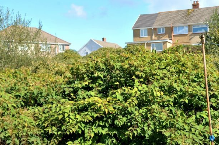 Invasions of Japanese Knotweed have been known to lower property values.