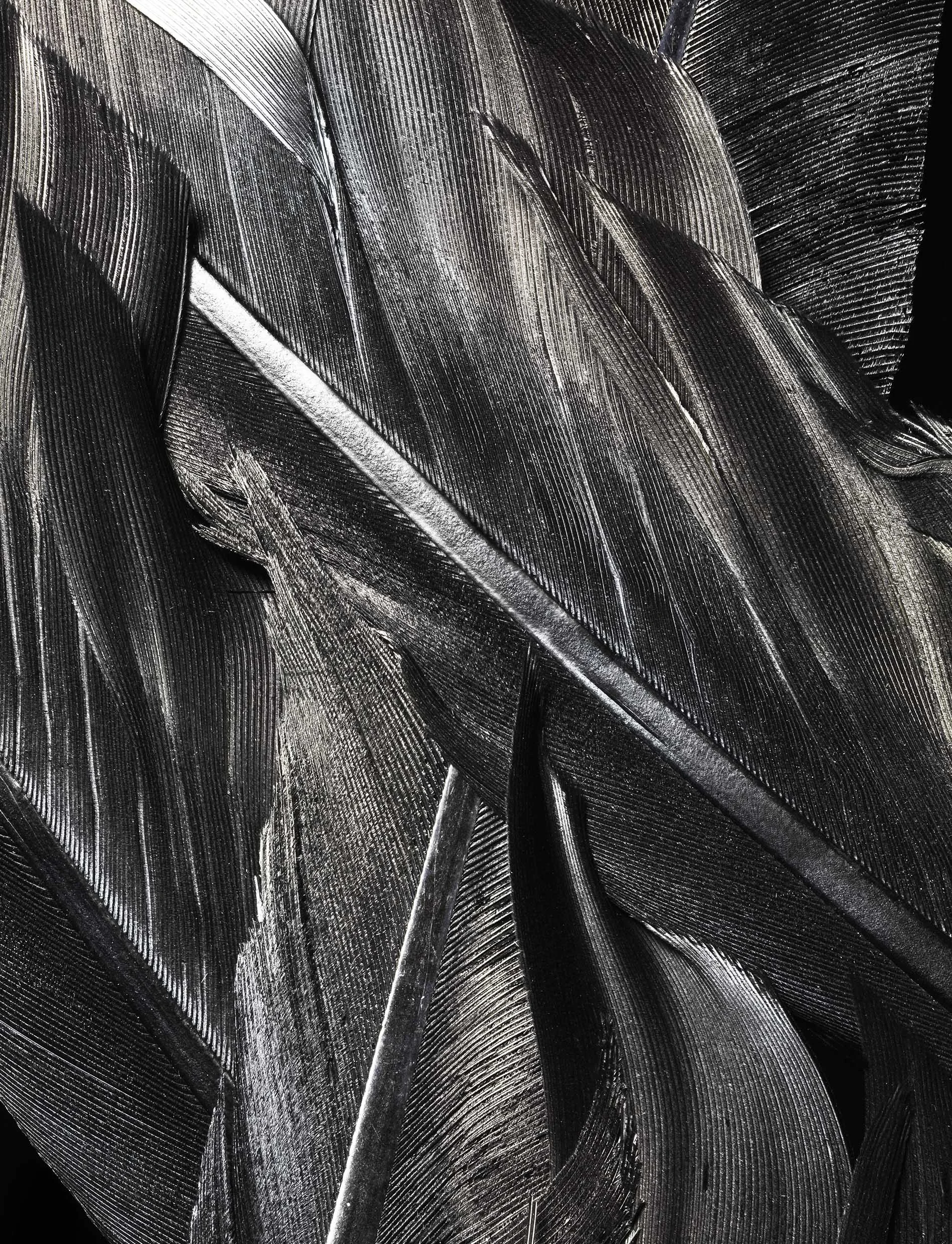 feather_01.jpg