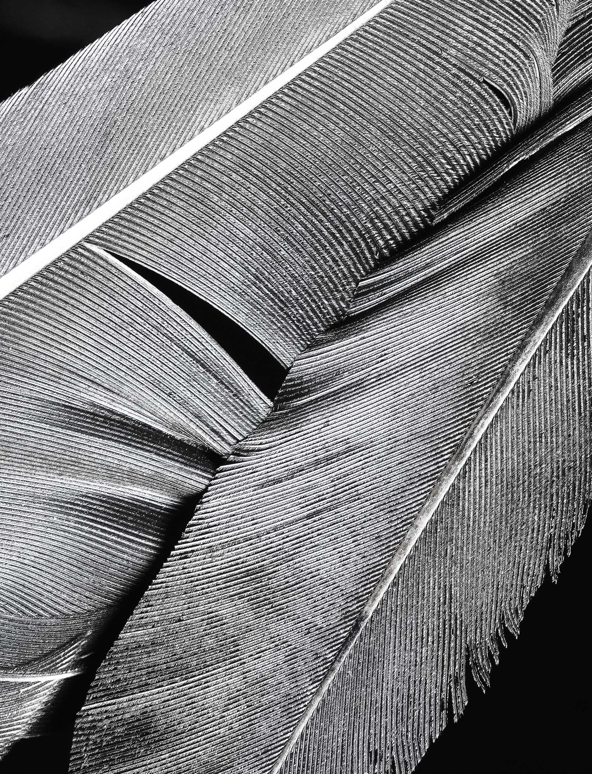 feather_02.jpg