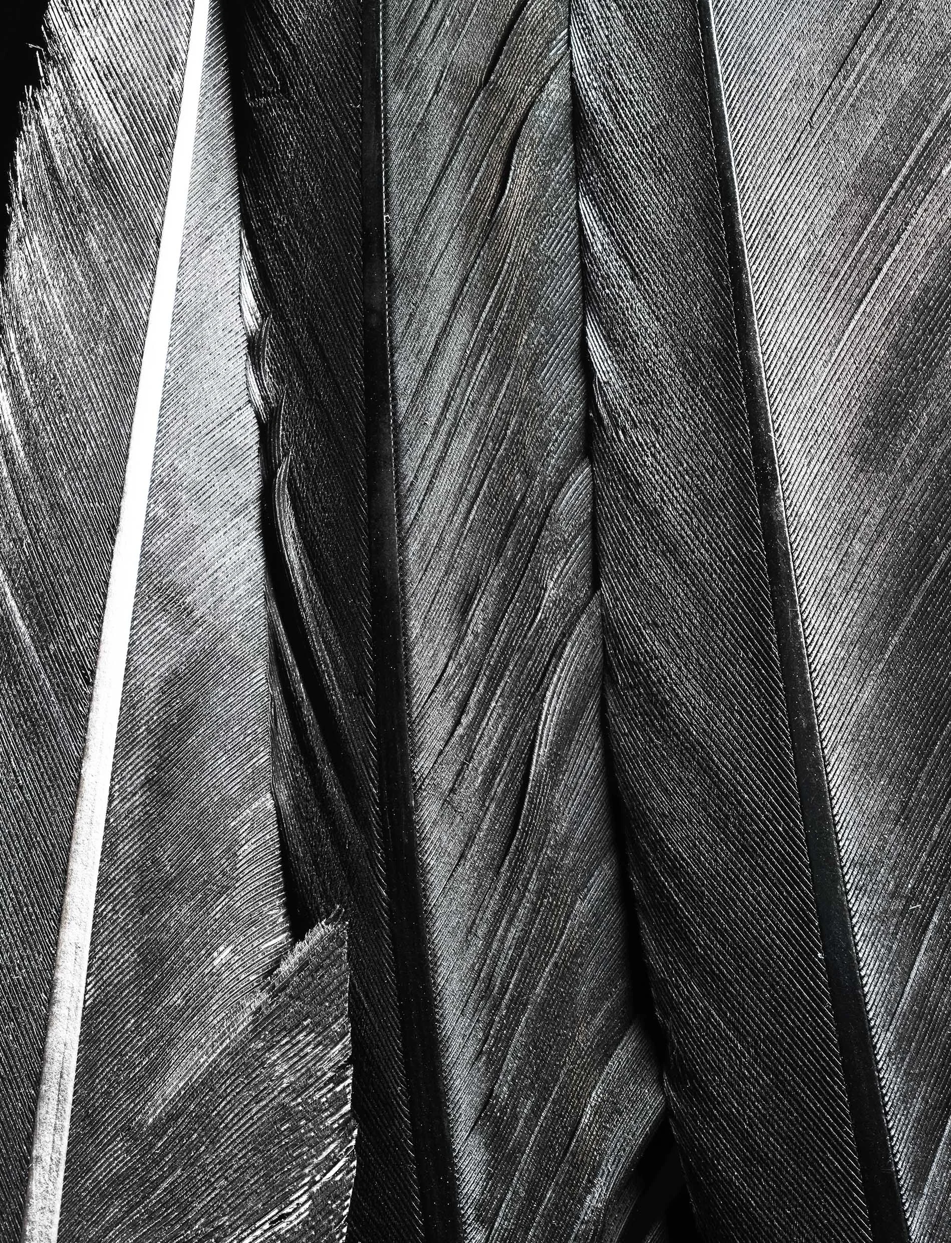 feather_03.jpg