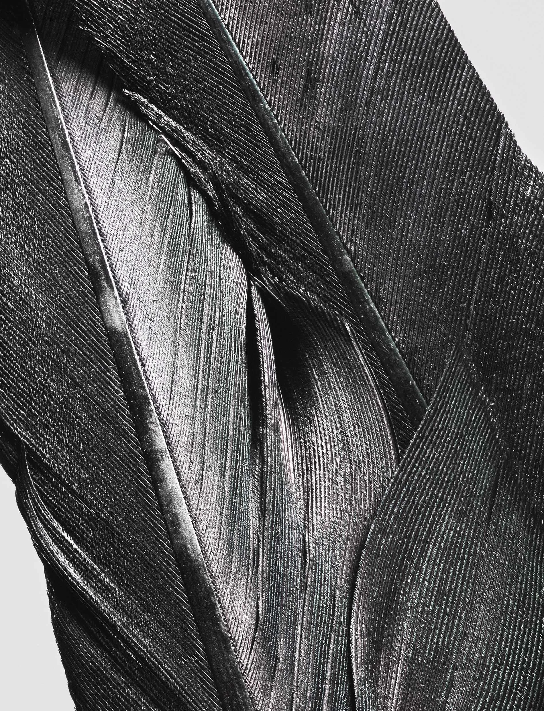 feather_04.jpg