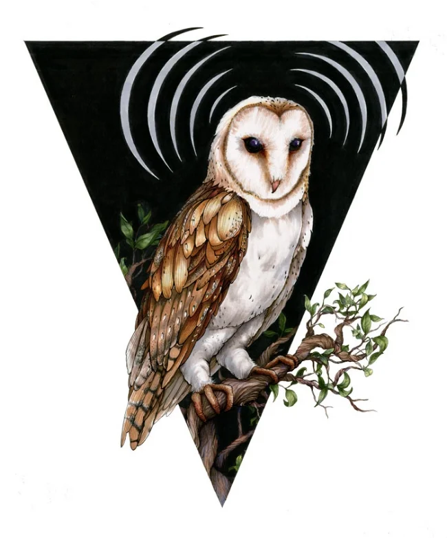 barnowl_new.jpg