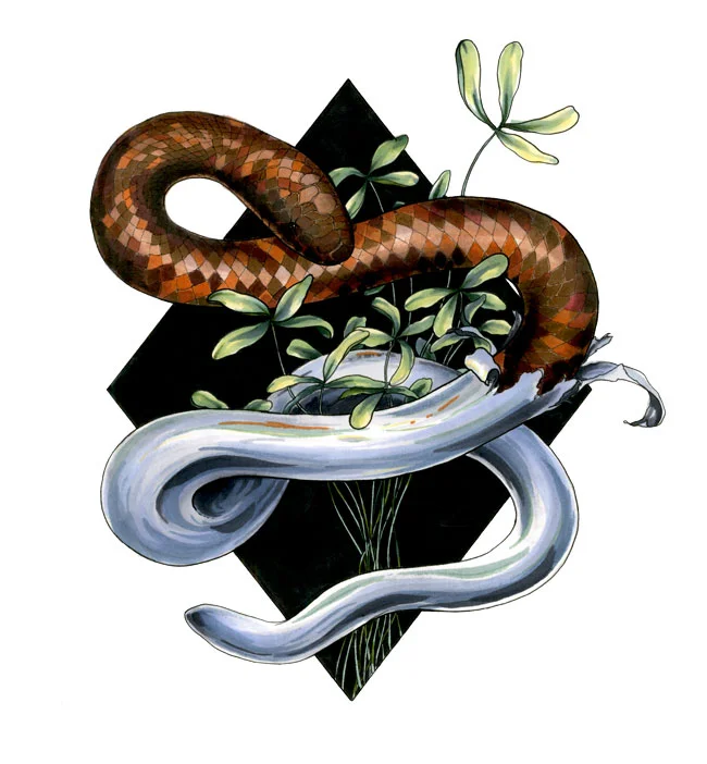 calabarburrowingpython_new.jpg