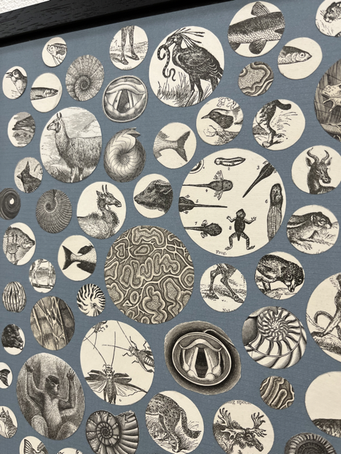 field guide 1 hope krollIMG_9283 Medium.png