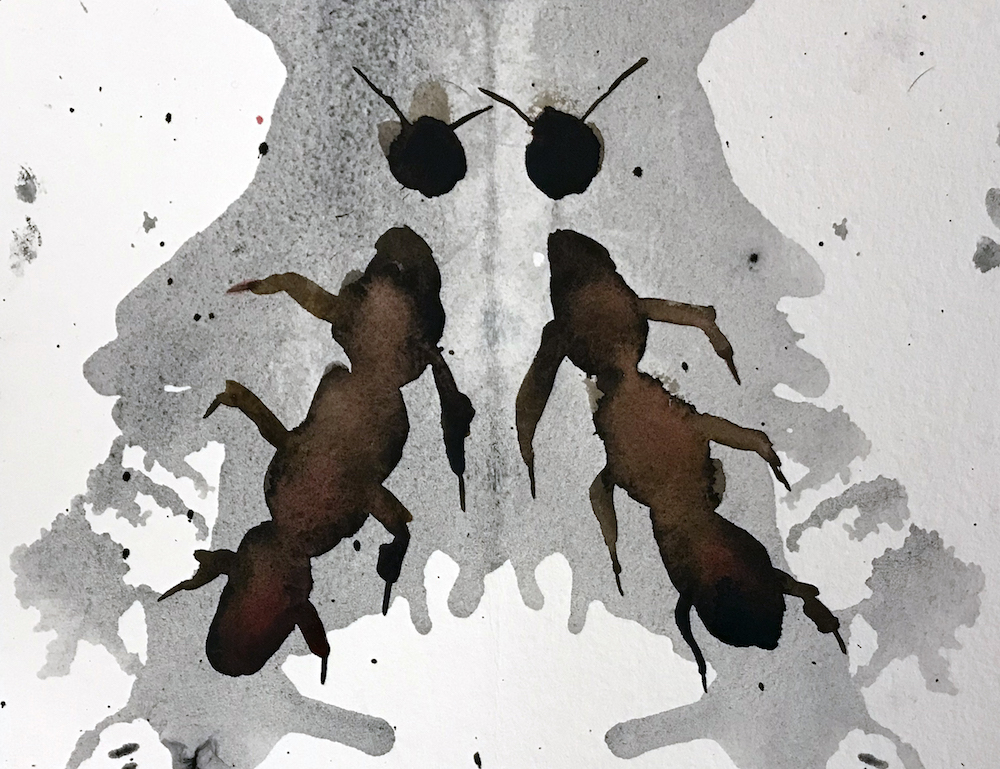Ant