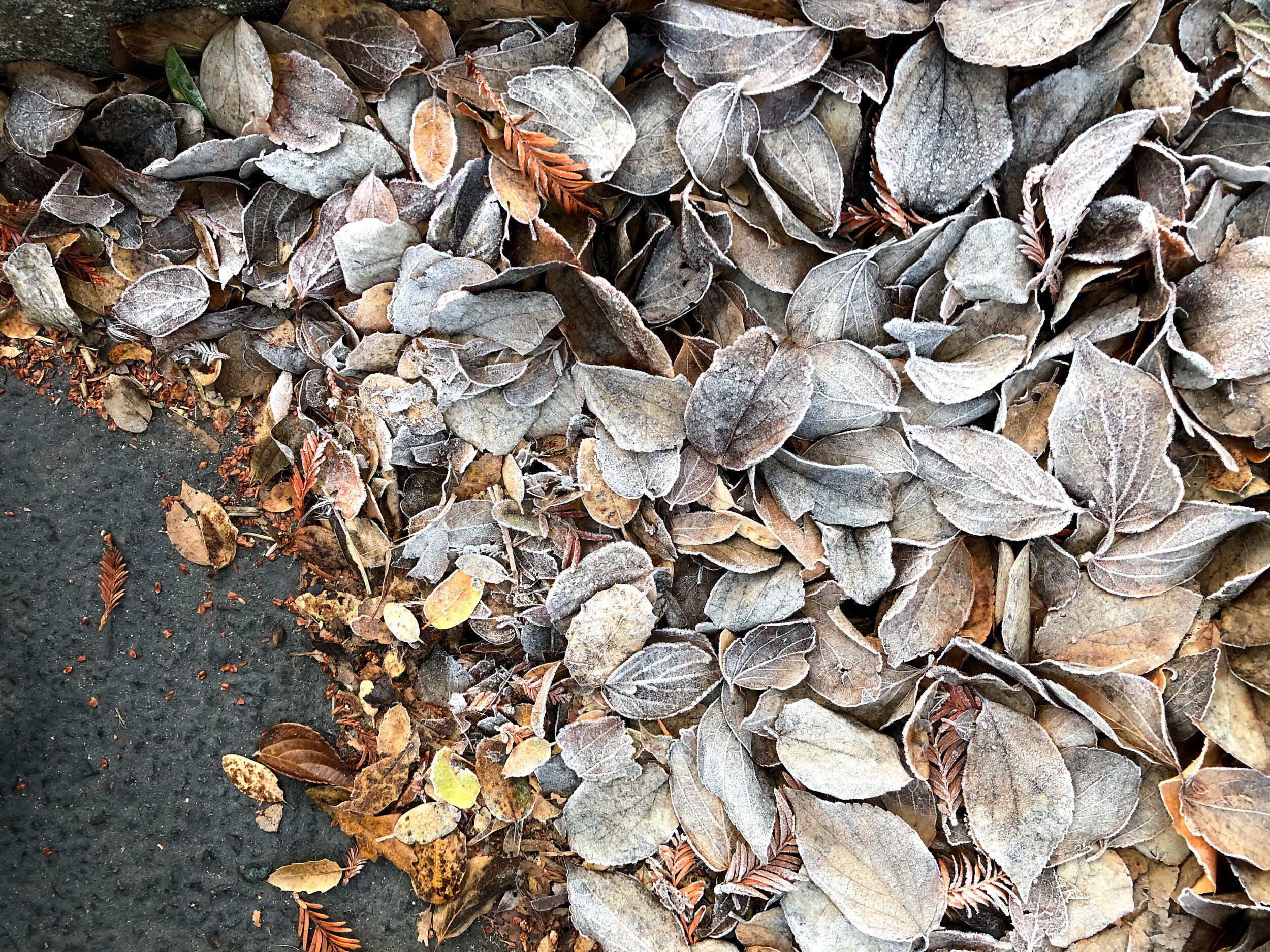 !fall_leaves_0104.jpg