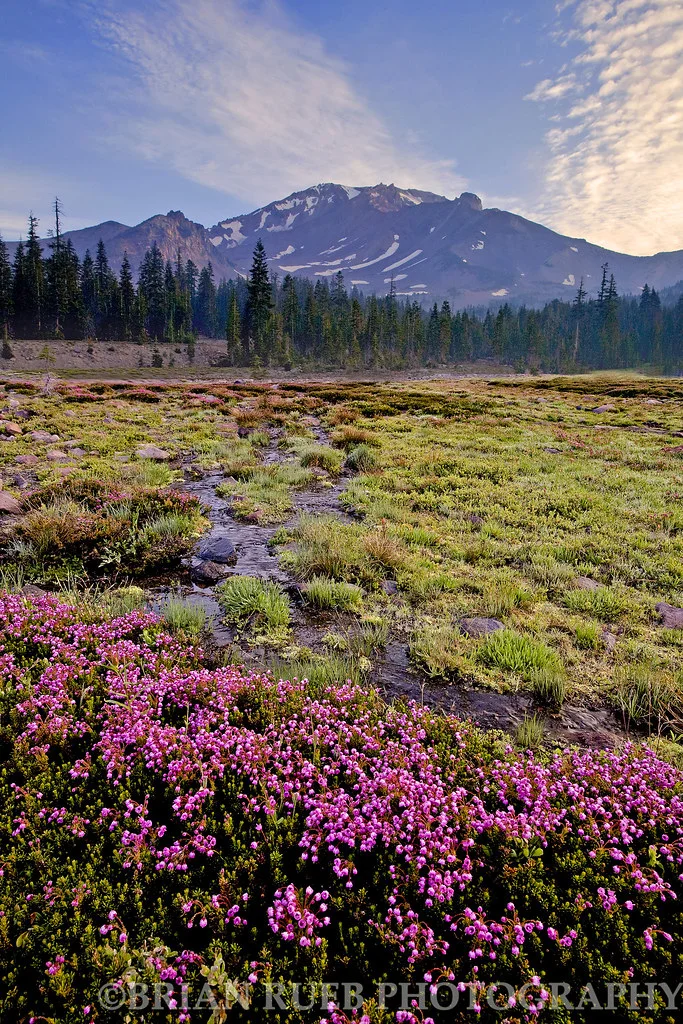 2640766825_dc0d351ab2_b.jpg