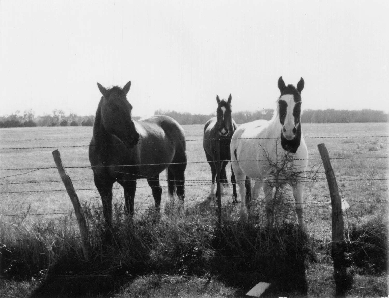 Polaroid_BW_001.jpg