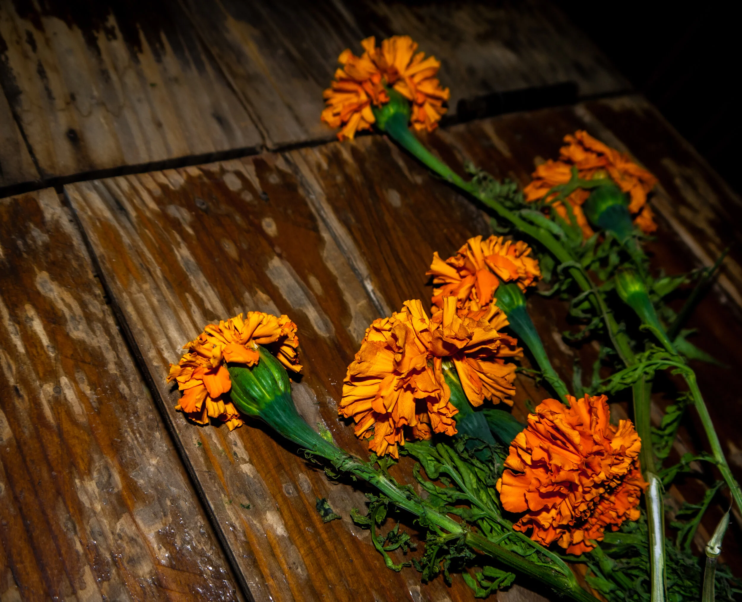 Chrysanthemum Murmmurs 