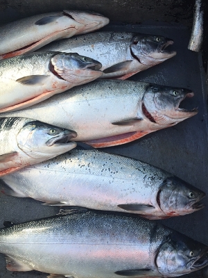 Coho salmon catch destined for direct market