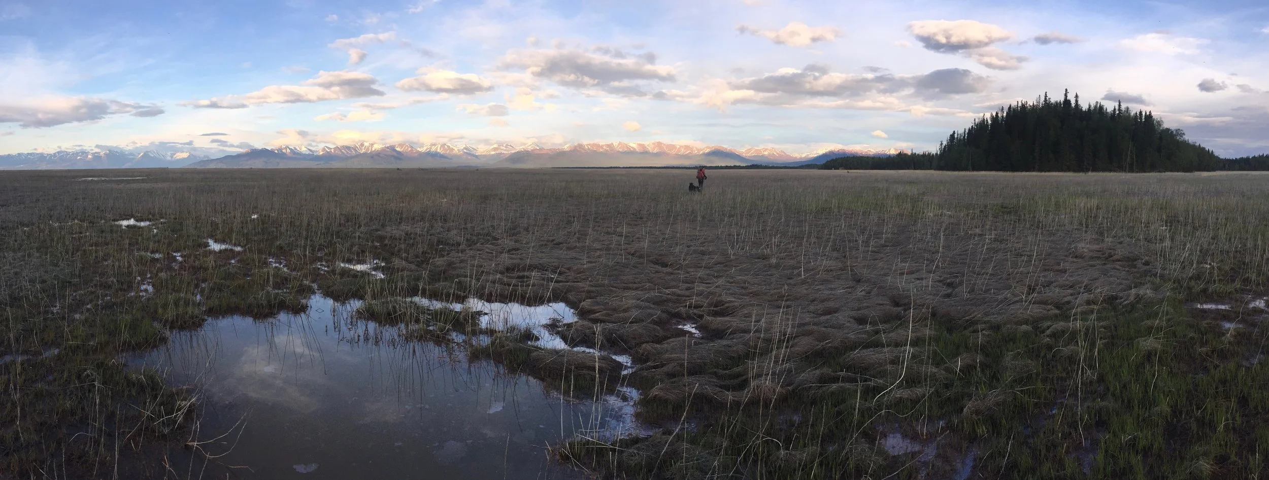 Chickaloon Bay. The bay is an expanse of mud flats, salt marsh and tidal guts. We saw lots of sand hill cranes, geese and bear sign. Travel was pretty easy when we found dry mud to walk on. We would sink into our ankles anytime we were walking on vegetation