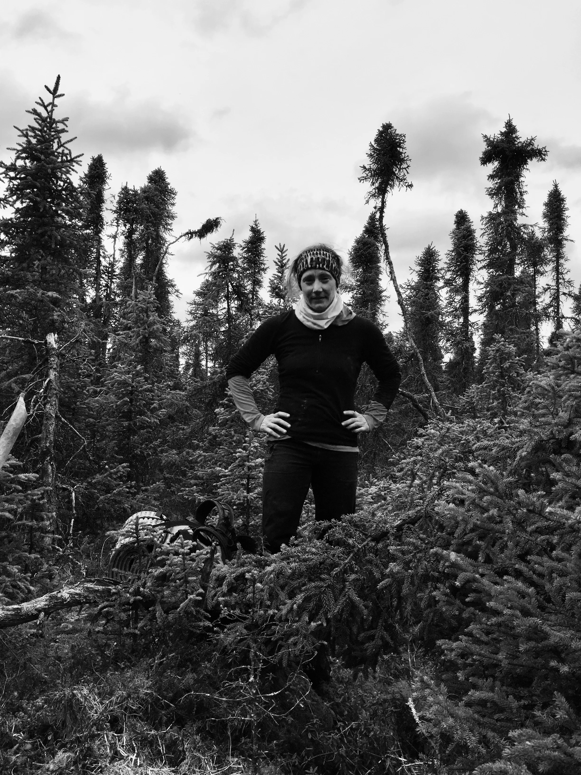 Bushwhacking between Chickaloon Bay and the Enstar Pipeline road. Our route was not so good. We found better going in the black spruce where there was less dead downfall trees